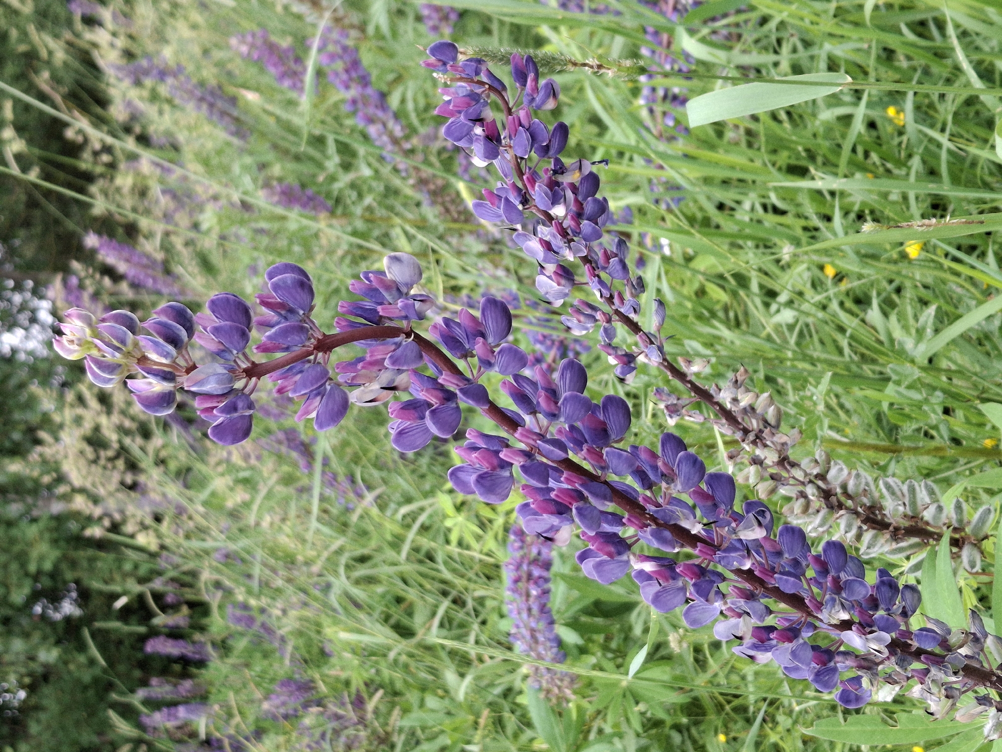 The image depicts a close-up view of several purple lupine flowers in bloom, set against a backdrop of green grass and other vegetation. The flowers are clustered along upright stems, with individual blossoms exhibiting a gradient of color from deep purple to lighter lilac and white. The surrounding environment is lush and natural, suggesting an outdoor setting. The specific location within Дубровенскі сельскі Савет, Belarus, is not discernible from the visual information provided in the image. There are no people or animals present in the scene. The focus is entirely on the botanical elements.