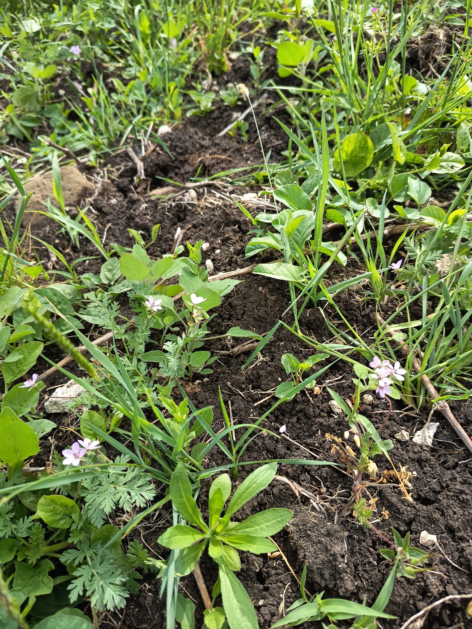 The image shows a close-up view of soil and vegetation, likely in an urban garden setting. The ground is dark brown soil with varying textures, suggesting different levels of moisture and organic matter. A mix of grasses, broadleaf plants, and flowering weeds grows densely. Some plants have small, light purple flowers. A few dead or decaying plant stems are visible. A small rock is on the left side. The city is unknown.