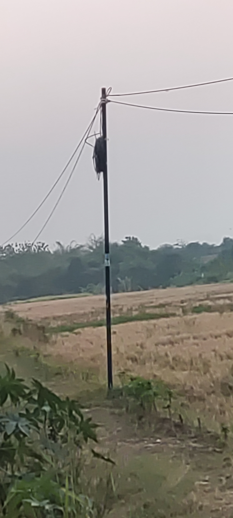 The image depicts an outdoor scene, likely in a rural or semi-rural area. A tall, dark utility pole stands vertically in the center of the frame, with several wires extending horizontally from it and disappearing out of frame. Attached to the pole, high up, is a black, circular object that appears to be a spool of cable or a protective enclosure. Below the wires and the spool, there's a lighter-colored horizontal bar attached to the pole. The background consists of a field of dry, light brown vegetation, suggesting it may be a harvested crop field. Beyond the field, there is a dense line of green trees and foliage, forming a natural backdrop. The sky above is overcast and a pale gray. In the foreground, on the left side, there are large, green leafy plants. The overall impression is one of a utility infrastructure element situated within an agricultural landscape. The image's resolution is somewhat low, with limited detail in the background and foliage.