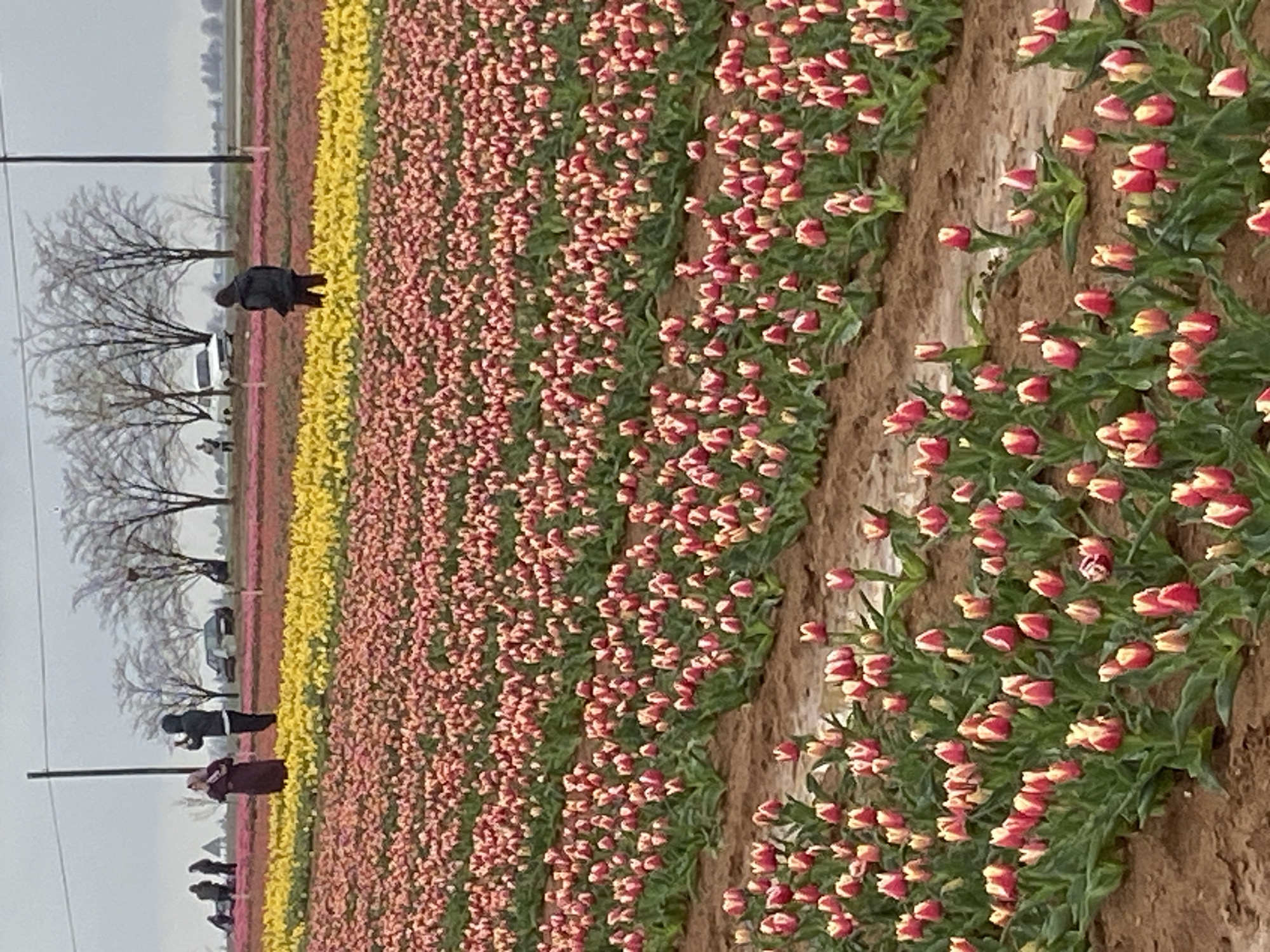 The image shows a field of tulips in what could be Kazımkarabekir, Turkey. The tulips are arranged in rows of different colors, predominantly red and yellow. Several people are present, possibly tourists or caretakers, standing near the edge of the flower field. The sky is overcast and the trees are bare of leaves.