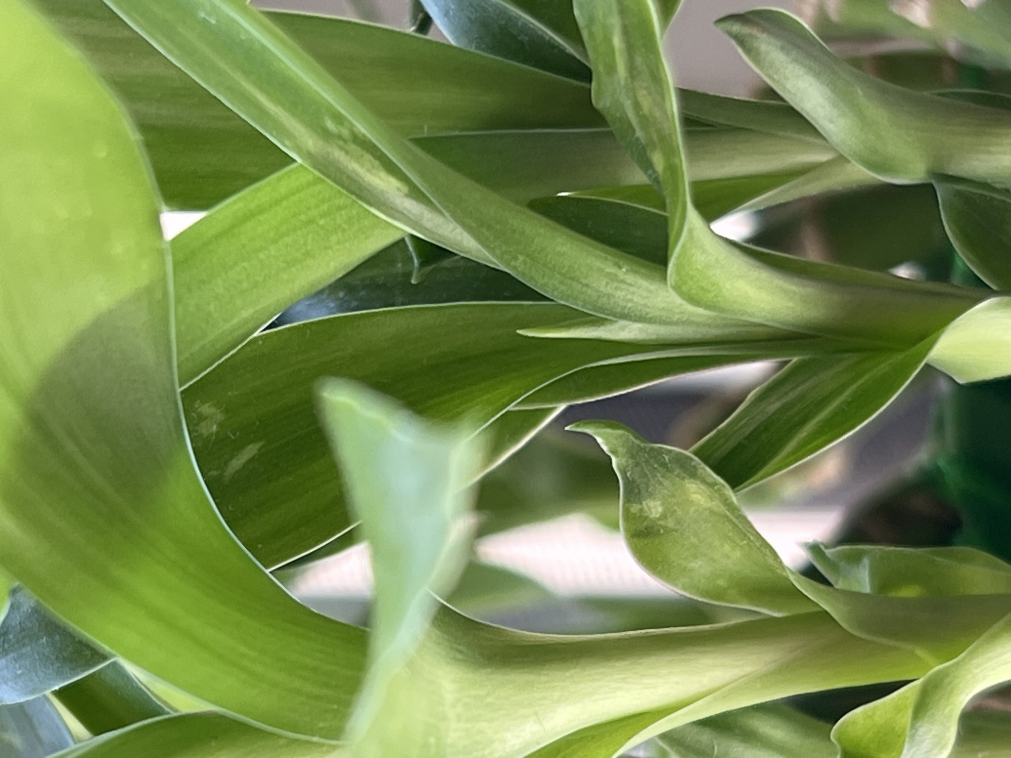 This is a close-up, high-angle, outdoor shot of the vibrant green leaves of a plant. The leaves are broad and strap-like, with a slight sheen that reflects the light. They are arranged in a dense, layered fashion, creating a natural, abstract pattern. Some leaves are sharply defined, while others are softly blurred, suggesting a shallow depth of field. The overall impression is one of lush, healthy foliage. There are no people or animals visible, and the setting appears to be natural, with hints of what might be a blurred background of other plants or an outdoor environment. The lighting suggests it is daytime, and the weather appears to be clear enough to allow for bright, natural light. No text is visible in the image. The image is taken in Sinyavino, Russia.