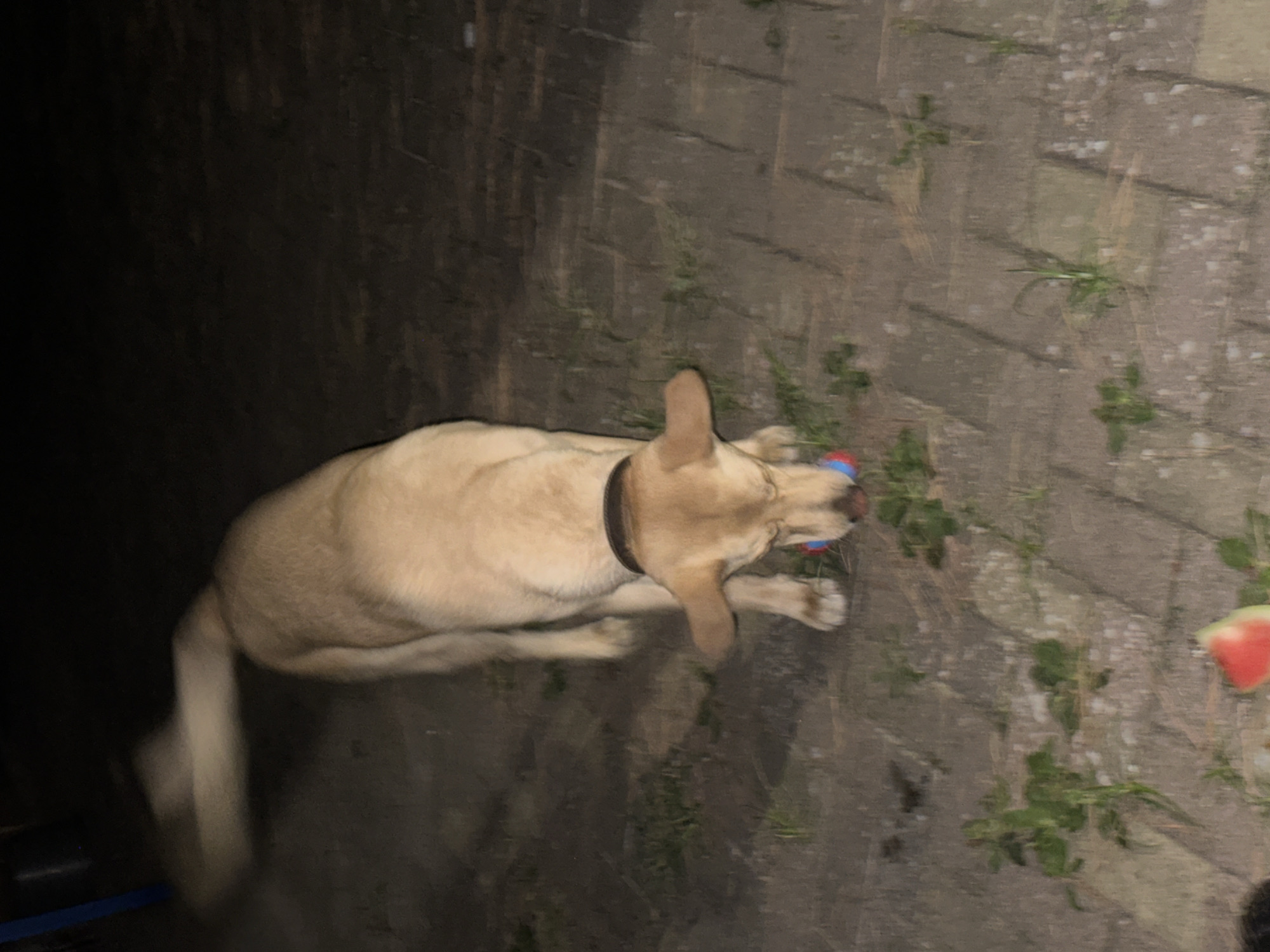 A light-colored dog with floppy ears is sniffing a small, multi-colored ball on a paved area with sparse vegetation. The dog appears to be a Labrador retriever mix. The environment suggests an outdoor setting, possibly a backyard or park, with paving stones and some weeds. The lighting is dim, indicating it may be dusk or nighttime. There is a blurry white object to the left of the dog, possibly its tail or another object in motion. A slice of watermelon is visible in the bottom left corner of the image. There is no indication of the city of Sochi, Russia in the image itself.