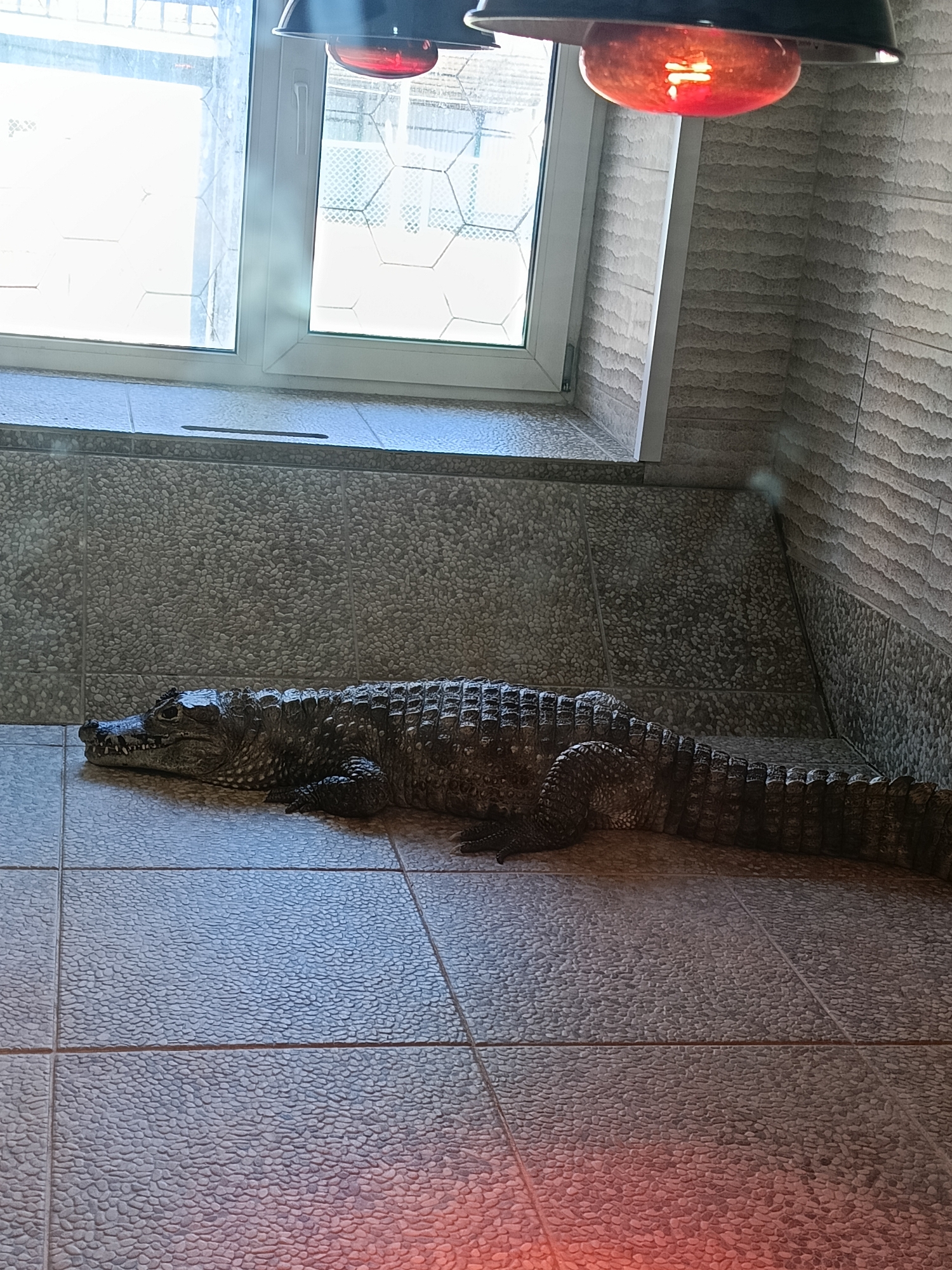 The image depicts a large crocodile resting on a tiled floor indoors. The crocodile appears to be lying beneath a window with a view of what seems to be a building with a patterned exterior. Above the crocodile, there are heat lamps. The wall adjacent to the window is covered in textured tiles. The crocodile is the primary subject.
The location is Chaikovsky, Russia.