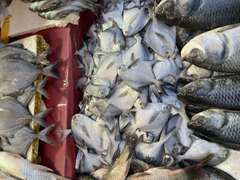 A close-up shot showcases a variety of fresh fish at a market. On the left, silver pomfret are neatly arranged. The center features a larger pile of smaller, silver pomfret. To the right, stacked rows of larger, silver-scaled fish are visible, adding depth to the display. The scene highlights the textures and colors of the seafood.