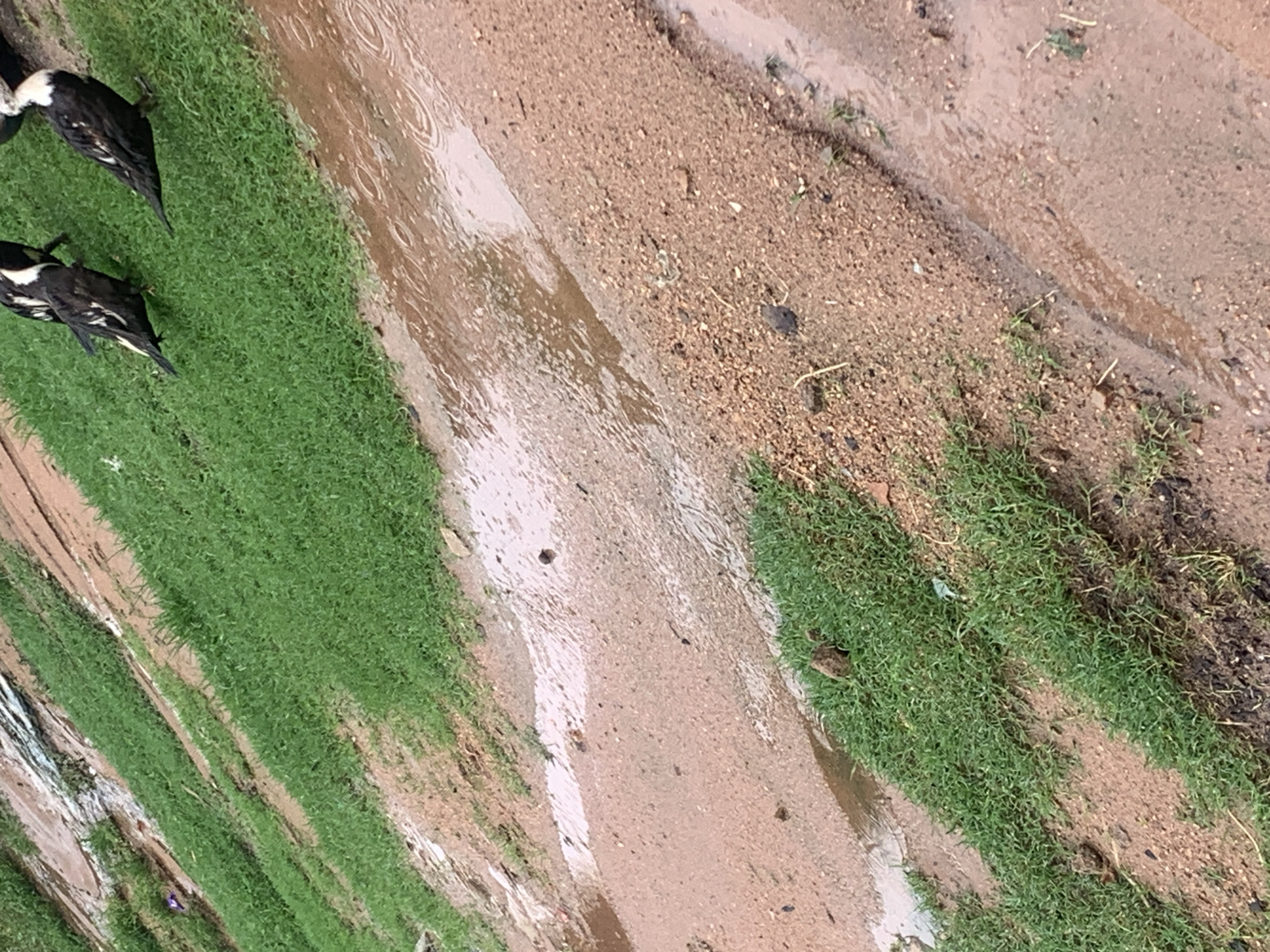 The image shows three ducks on a grassy bank next to a muddy, wet path. The ducks are black and white, with one facing left and two facing right. The path appears to be a dirt road with puddles of water, suggesting it might have rained recently. The environment is mostly green grass and brown dirt. The scene is outdoors and appears to be in a rural or semi-rural area, consistent with a location like Jauro Yinu, Nigeria, where such a scene would be plausible.