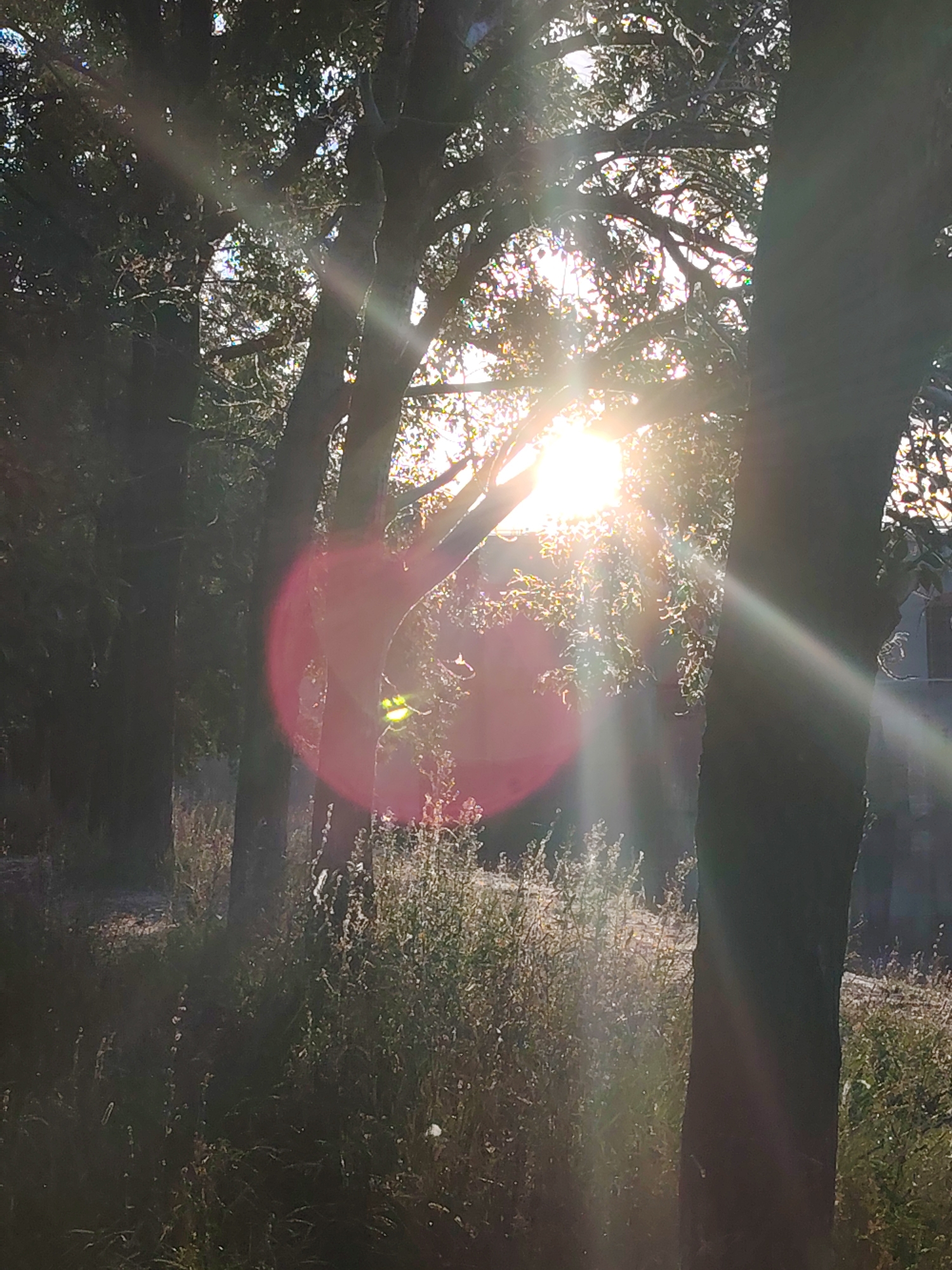 The image depicts a sun-drenched forest scene, likely located in the city of Chaikovsky, Russia. The sun is a prominent element, emitting bright rays that pierce through the canopy of trees and create lens flares. These flares are visible as a reddish-pink circle on the left side of the frame and streaks of light throughout the image. The foreground is filled with foliage and what appears to be tall grass or weeds, some of which are illuminated by the sunlight, giving them a frosted or dewy appearance. Several tree trunks are visible, some dark and silhouetted, others more illuminated by the ambient light. In the background, the sunlight suggests the presence of open space or perhaps a building, partially obscured by the trees and foliage. There are no people or animals visible in the image. The overall impression is one of a natural, serene outdoor environment experiencing a strong sunlit moment, possibly early morning or late afternoon given the angle of the light and the presence of what might be dew.