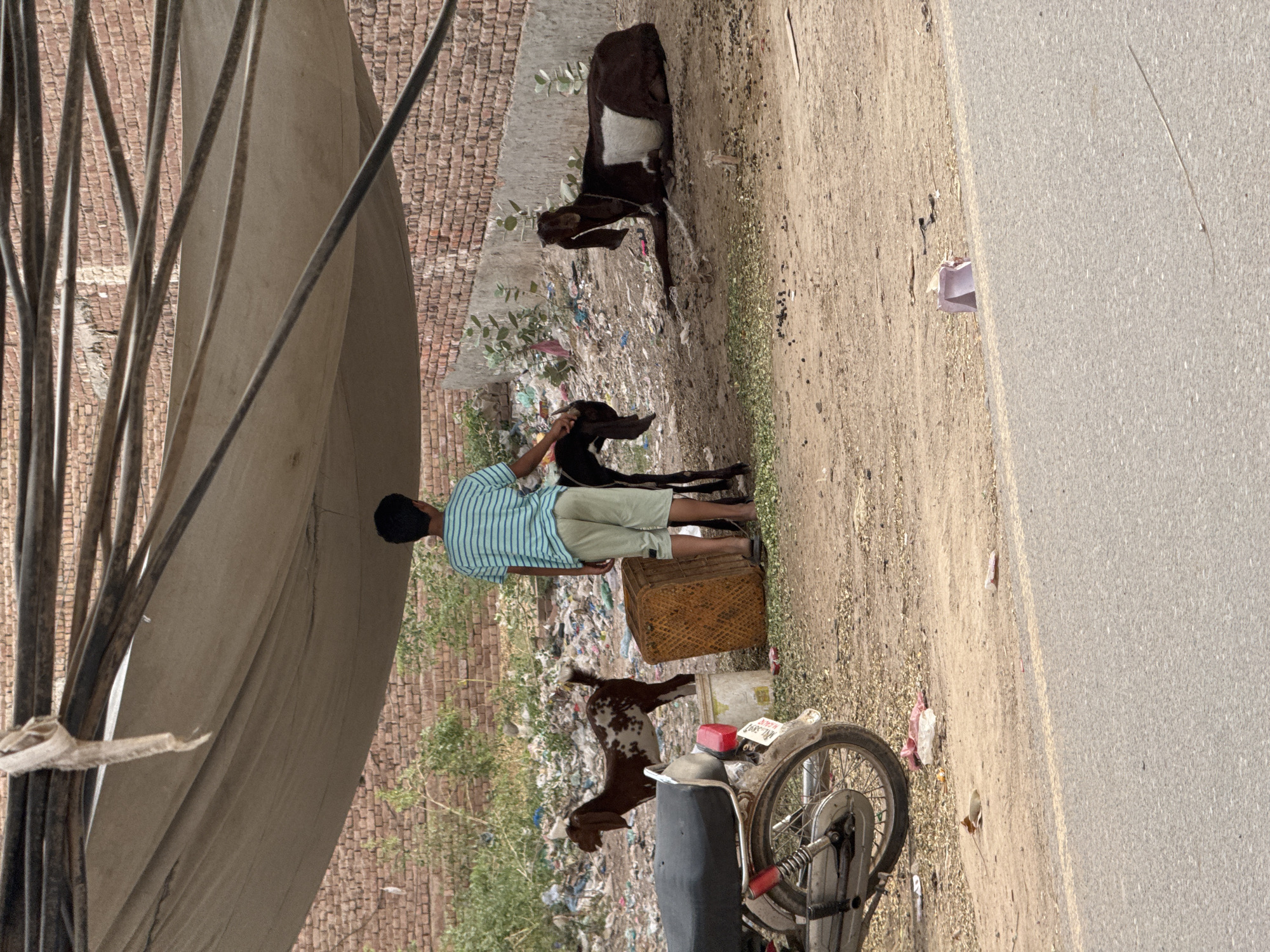 A man with a black head and striped shirt stands near a brown basket in an outdoor setting in the city of Unknown, Unknown. He is attended by two black and white goats, with a third brown and white goat near a parked bicycle. A pile of litter sits behind the man and the goats. The scene is partly covered by a tent.