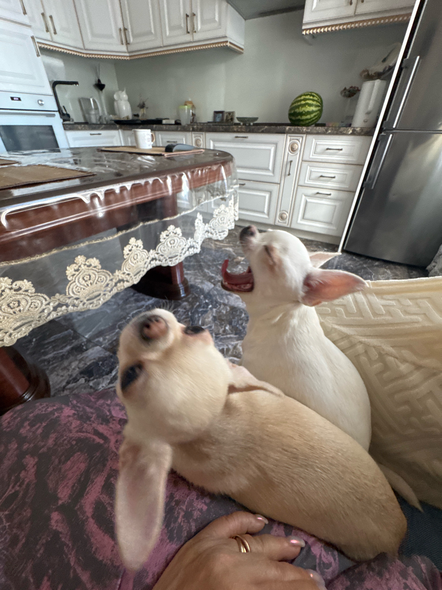 The image depicts two small dogs, likely Chihuahuas, in what appears to be a kitchen or dining area. One dog, a light fawn color, is in the foreground, facing upwards with its head tilted back. The other dog, white, is in the middle ground, also facing upwards with its mouth wide open as if yawning or vocalizing. The environment includes a table covered with a clear plastic protector and a lace overlay, a dark marble-patterned floor, kitchen cabinets, and a refrigerator. A watermelon is visible on the countertop in the background. The scene is indoors, with ample lighting suggesting daytime. There is no specific information within the image to determine its location in Novosibirsk, Russia, or any other specific city.