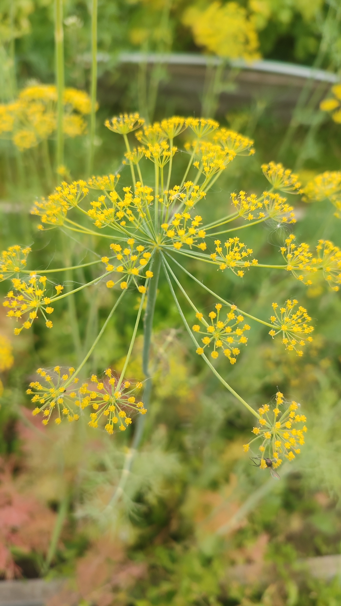 The image shows a close-up of a dill flower with small yellow blooms arranged in an umbel. The flower is in focus, with the background of green foliage blurred. A small fly is visible on one of the umbels, resting on a petal. The scene is likely outdoors, possibly in a garden or natural setting, and there is no indication of the city of Mirny, Russia.