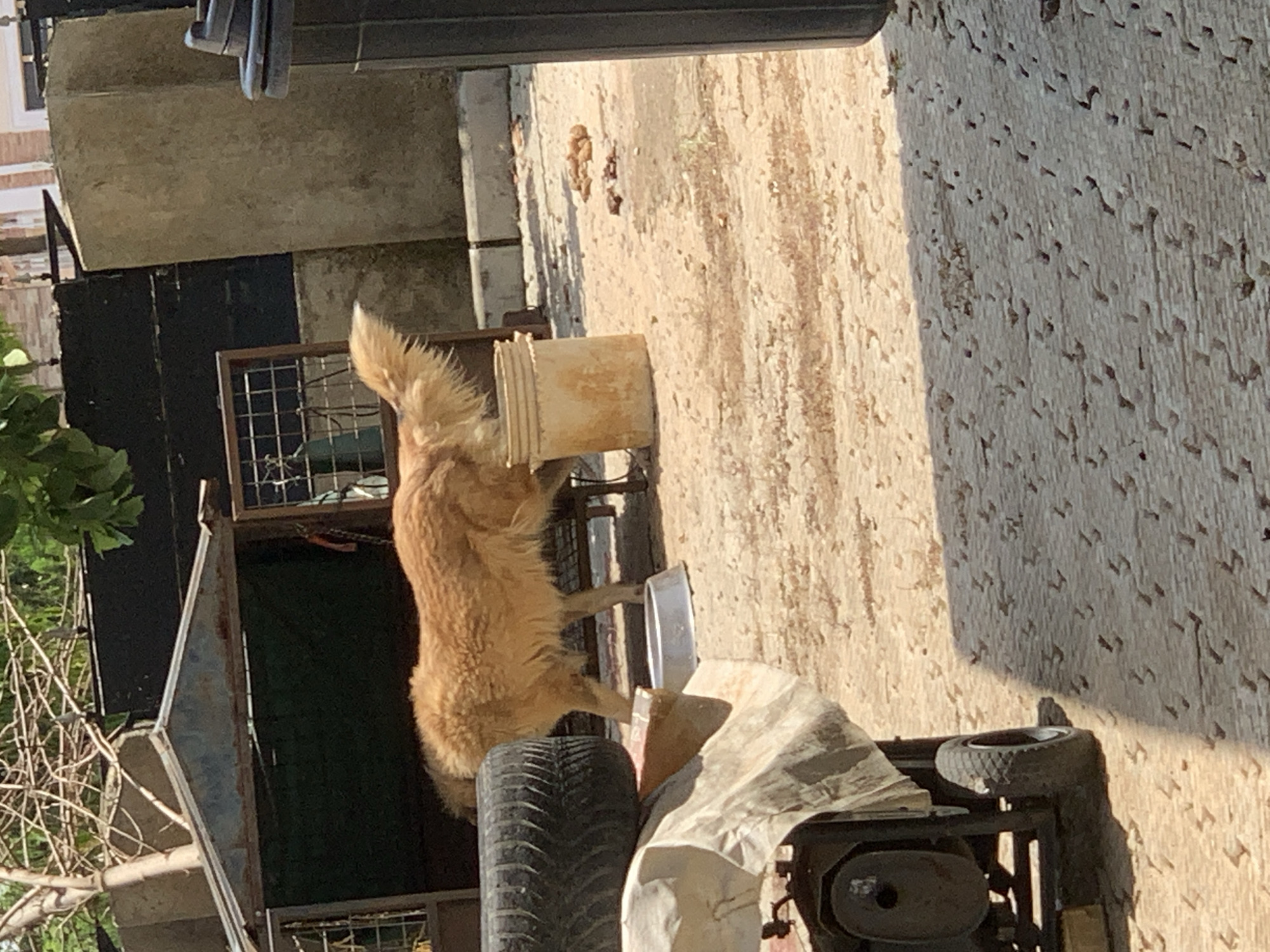 This media file shows a dog in a rural outdoor setting in Galadimawa Village, Nigeria. The dog, which appears to be a golden retriever mix, is standing and looking towards a white bucket. The ground is a mix of dirt and concrete, with some patches of dry vegetation and what looks like debris scattered around. In the background, there's a dark structure, possibly a building or enclosure, with a metal grate. Sunlight is casting strong shadows, suggesting it is daytime. The overall scene appears to be a backyard or a working area, common in a village environment. There is no visible text in the image.