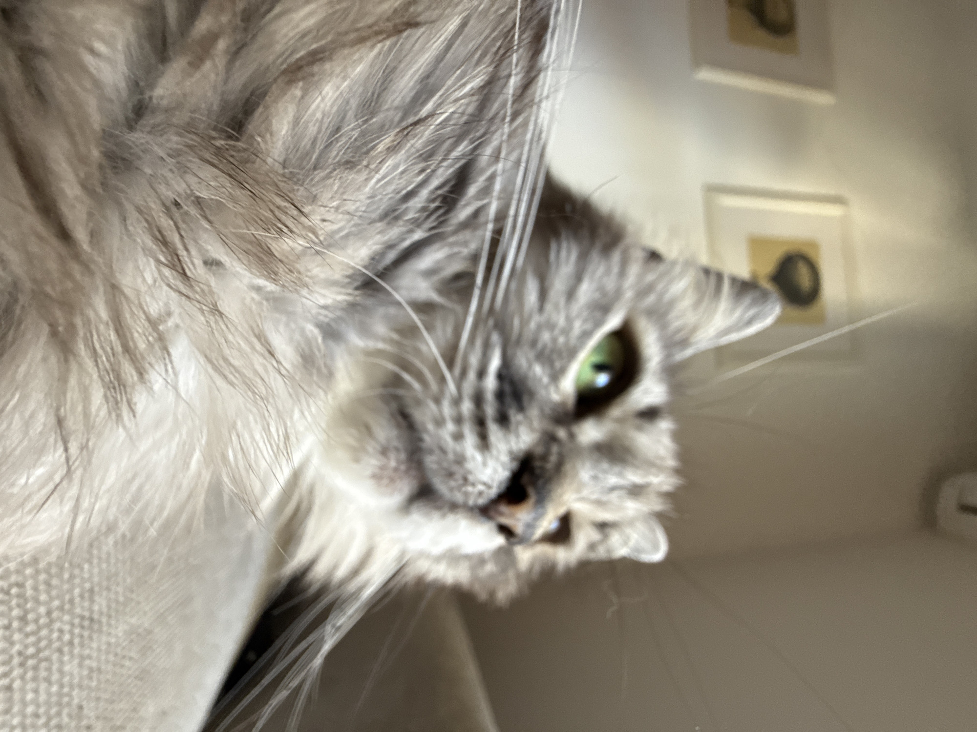 A close-up, low-angle, indoor photograph shows a fluffy, long-haired gray cat with bright green eyes looking to the right. The cat's fur is detailed, with visible individual hairs and variations in color, including white and dark gray. The background is softly blurred, but appears to be a room with a wall featuring two framed pictures and a light-colored textured surface, possibly a sofa or couch. The lighting suggests natural light coming from the left. The image is primarily focused on the cat's face and chest.