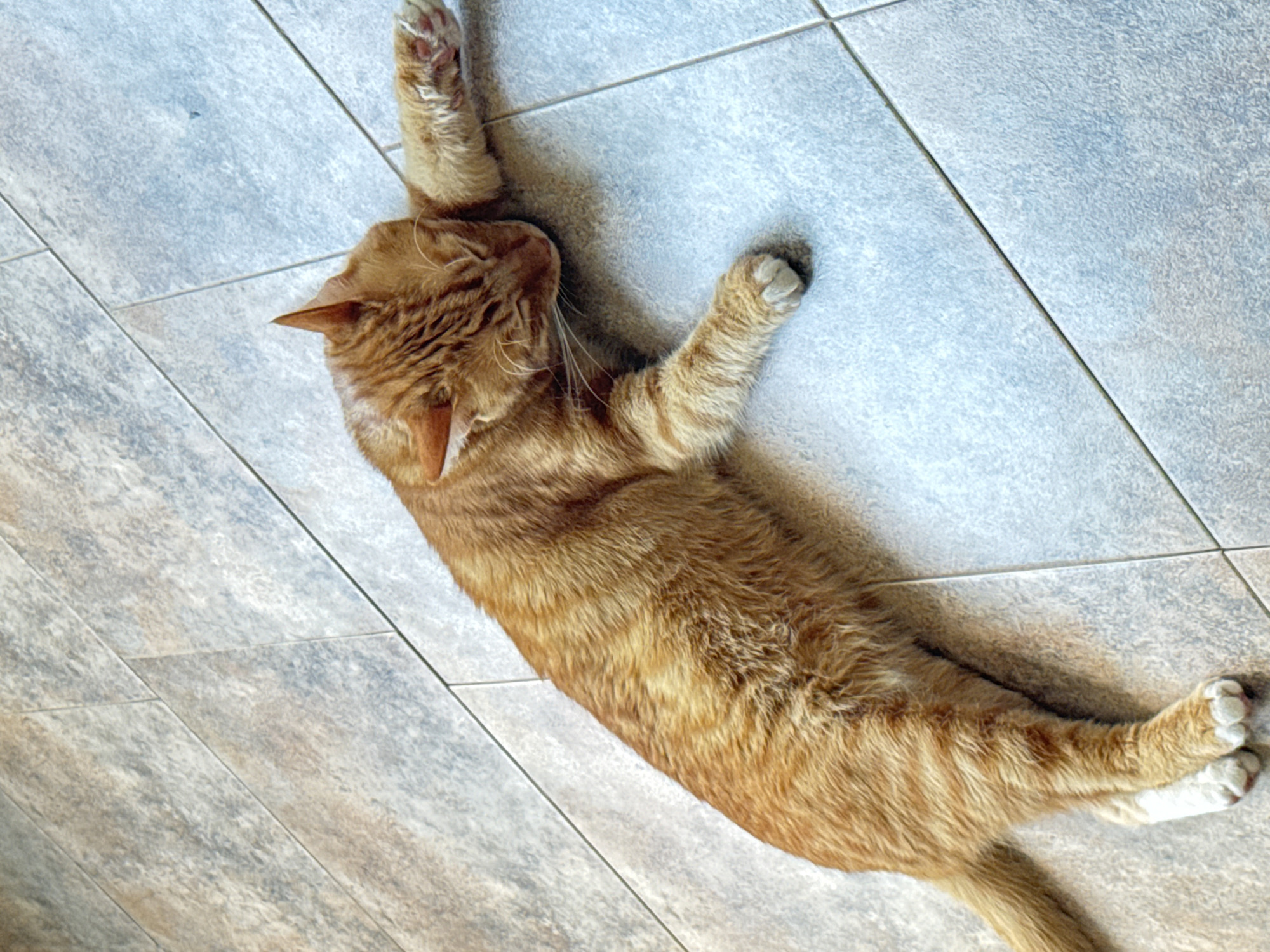 An orange tabby cat is lying on its side, stretched out on a tiled floor. The cat is facing to the right of the frame, with its eyes closed and its head resting on the floor. One of its front paws is extended forward, and the other is tucked underneath its body. Its hind legs are also extended, with one paw resting on top of the other. The tiled floor is light gray with subtle variations in color. The lighting suggests it is daytime, possibly indoors. There are no people or other objects clearly visible in the image, other than the cat and the floor. The image does not contain any information that would allow for the determination of its location in the city of Vratsa, Bulgaria.
