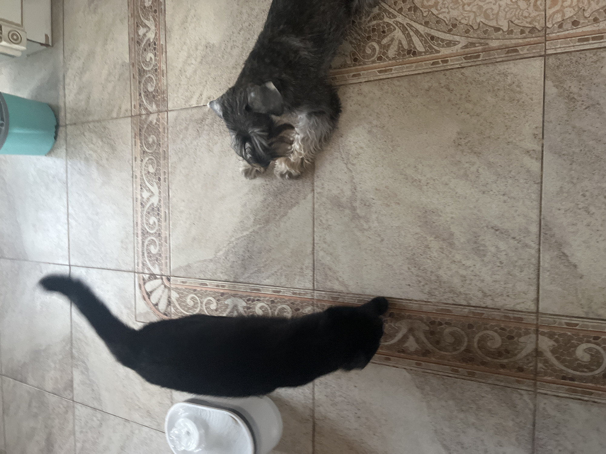 A black cat stands on a tiled floor in Vladimirovka, Russia, with its tail curved upwards. To the right, a miniature schnauzer lies on its side, chewing on a toy. In the background, a blue bucket and a white appliance are visible. The floor is composed of beige tiles with decorative borders.