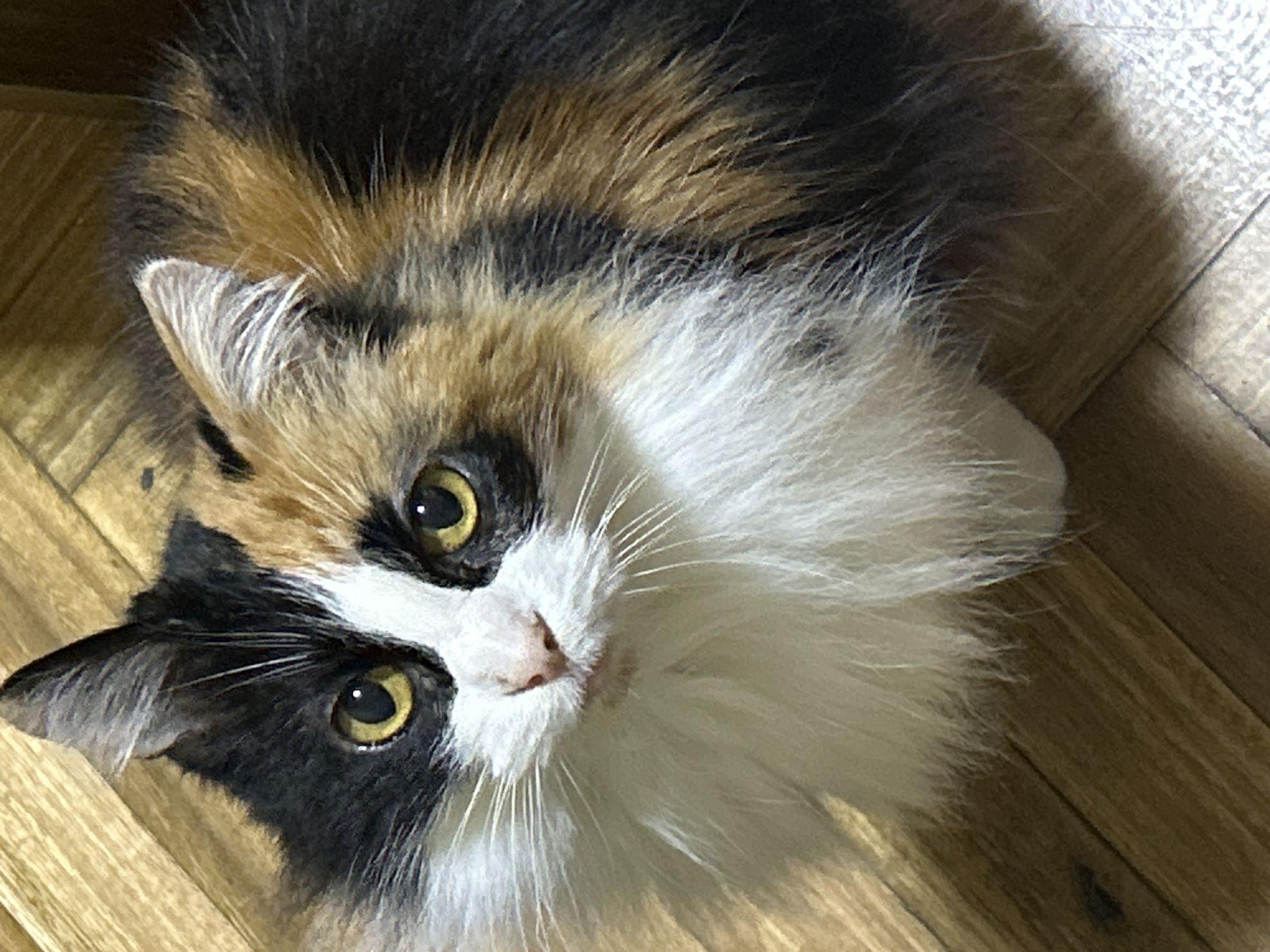 A calico cat with yellow eyes and fluffy white, black, and orange fur is looking upwards. The cat is sitting on a wooden floor. The scene appears to be indoors, possibly a home in Buenos Aires, Argentina, although no specific landmarks are visible.