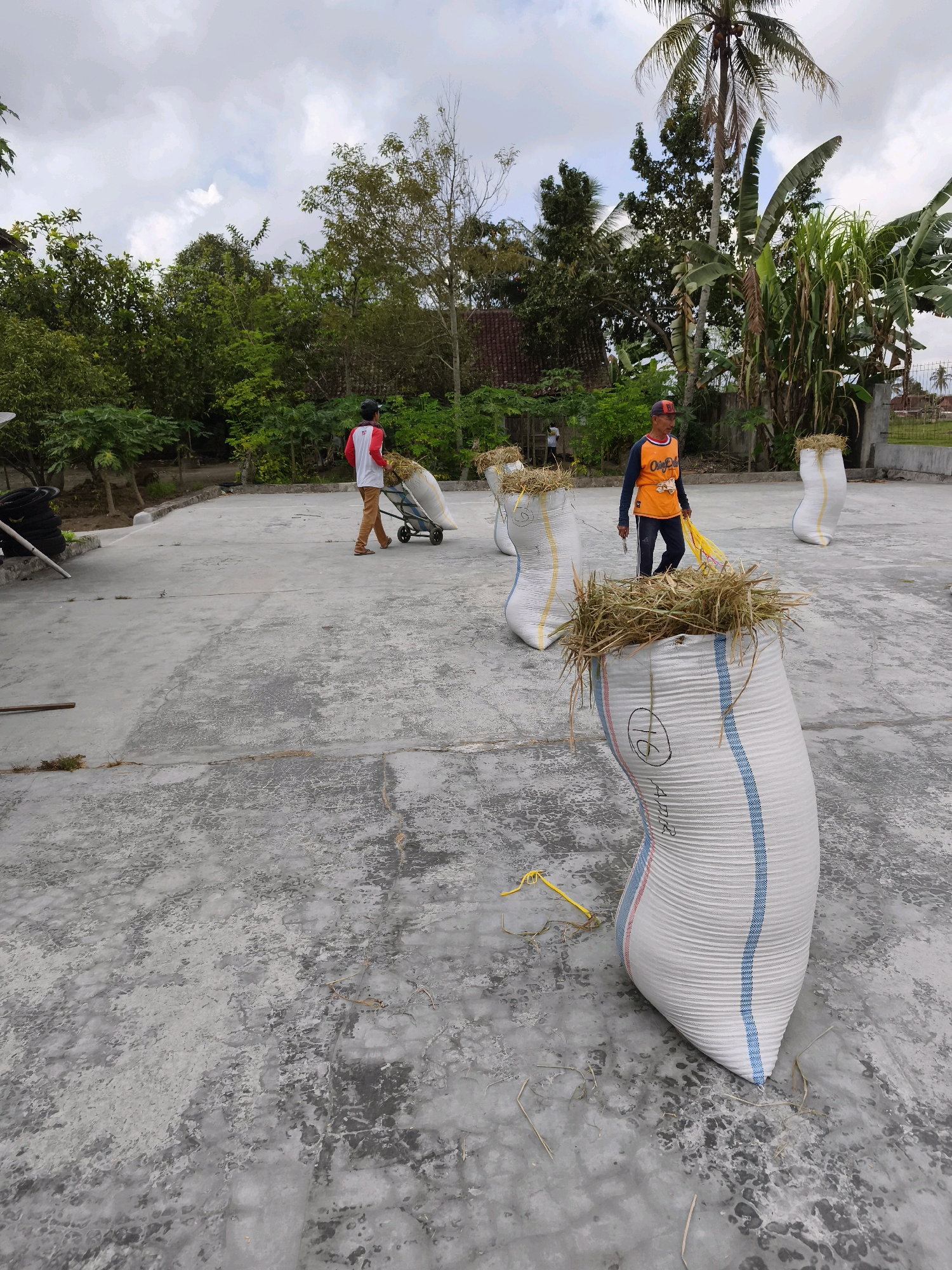 In Kaligondo, Indonesia, two men are shown working outdoors on a paved area, possibly a courtyard or outdoor workspace, surrounded by lush vegetation and trees. In the foreground, a large, white woven bag filled with dried grass or straw stands prominently. The bag has red and blue stripes and a handwritten number "16" on it. To the left, another similar bag is partially visible, also filled with dried plant matter.
Further in the background, a man wearing a white shirt with red sleeves and brown pants is pushing a handcart loaded with a large, white woven bag containing dried grass. He is walking away from the viewer, towards the left side of the frame. Another man, wearing an orange long-sleeved shirt with blue accents and dark pants, stands near a pile of yellow twine, looking towards the large bag in the foreground. He appears to be holding a tool in his right hand. Several other white woven bags filled with dried grass are scattered throughout the scene, suggesting a task of collecting or storing agricultural materials.
The environment is characterized by a cloudy sky, suggesting a typical tropical weather pattern. The background features a variety of trees, including a tall palm tree and banana plants, indicative of a warm climate. A traditional Indonesian house with a red tile roof is partially visible behind the trees, adding to the local context. The paved area itself shows signs of wear and tear, with patches of discoloration and some debris scattered on the surface, including dried grass and small twigs. The overall scene depicts a rural agricultural activity.