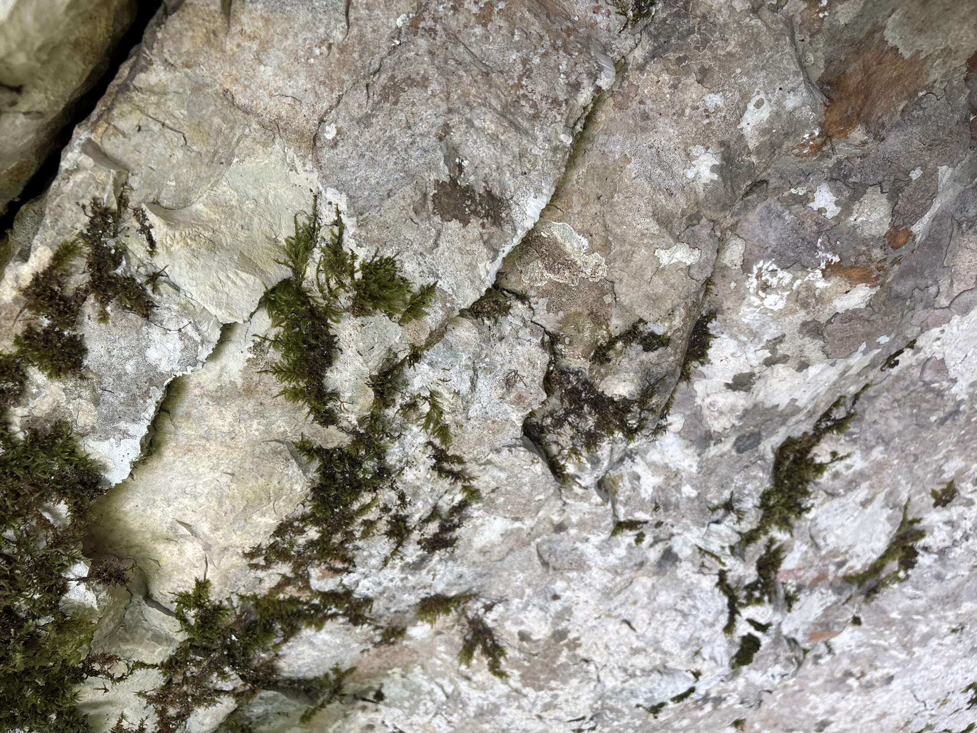 This is a close-up, overhead shot of a rock face covered in patches of moss and lichen. The rock appears to be a light gray or beige, with visible cracks and variations in texture. Some areas are smoother, while others are rough and uneven. The moss is a vibrant green, growing in small clumps and strands, concentrated in crevices and along the edges of the rock. The lichen appears as lighter colored, irregular patches, some almost white and others a pale grey-green. The lighting suggests an outdoor environment, possibly in a shaded or overcast condition, as there are no strong highlights or shadows. The image is purely an observation of natural elements on the rock surface, with no human presence or activity depicted. The location in Khostinskiy, Russia, would imply this rock face is part of the natural landscape in or around that area, potentially a cliff face, rock formation, or even an old stone structure.
