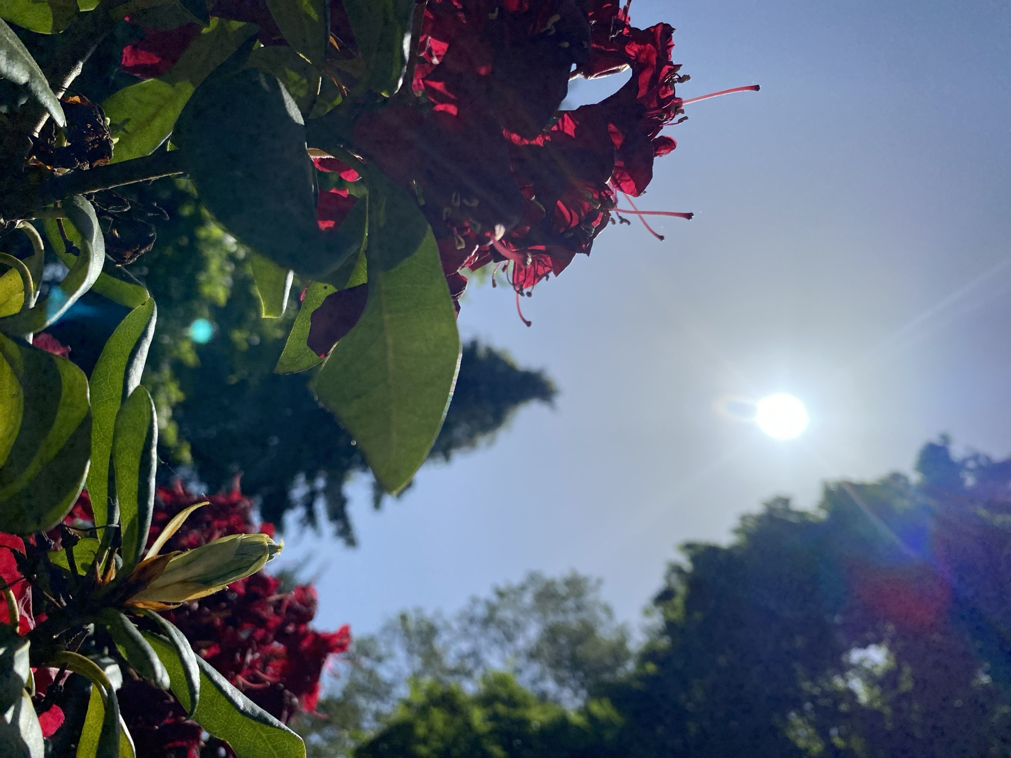 A low-angle shot focuses on a cluster of deep red rhododendron flowers and foliage against a bright, clear sky with the sun visible. The leaves are glossy green with prominent veins. The flowers are fully bloomed, and a closed bud is visible among the leaves. Sunlight creates lens flare and highlights on the petals and leaves. Other trees are visible in the background, slightly out of focus.
The image's location in Wielka Wieś, Poland is not discernable from the visual data, and no people, interactions, or actions are visible.
