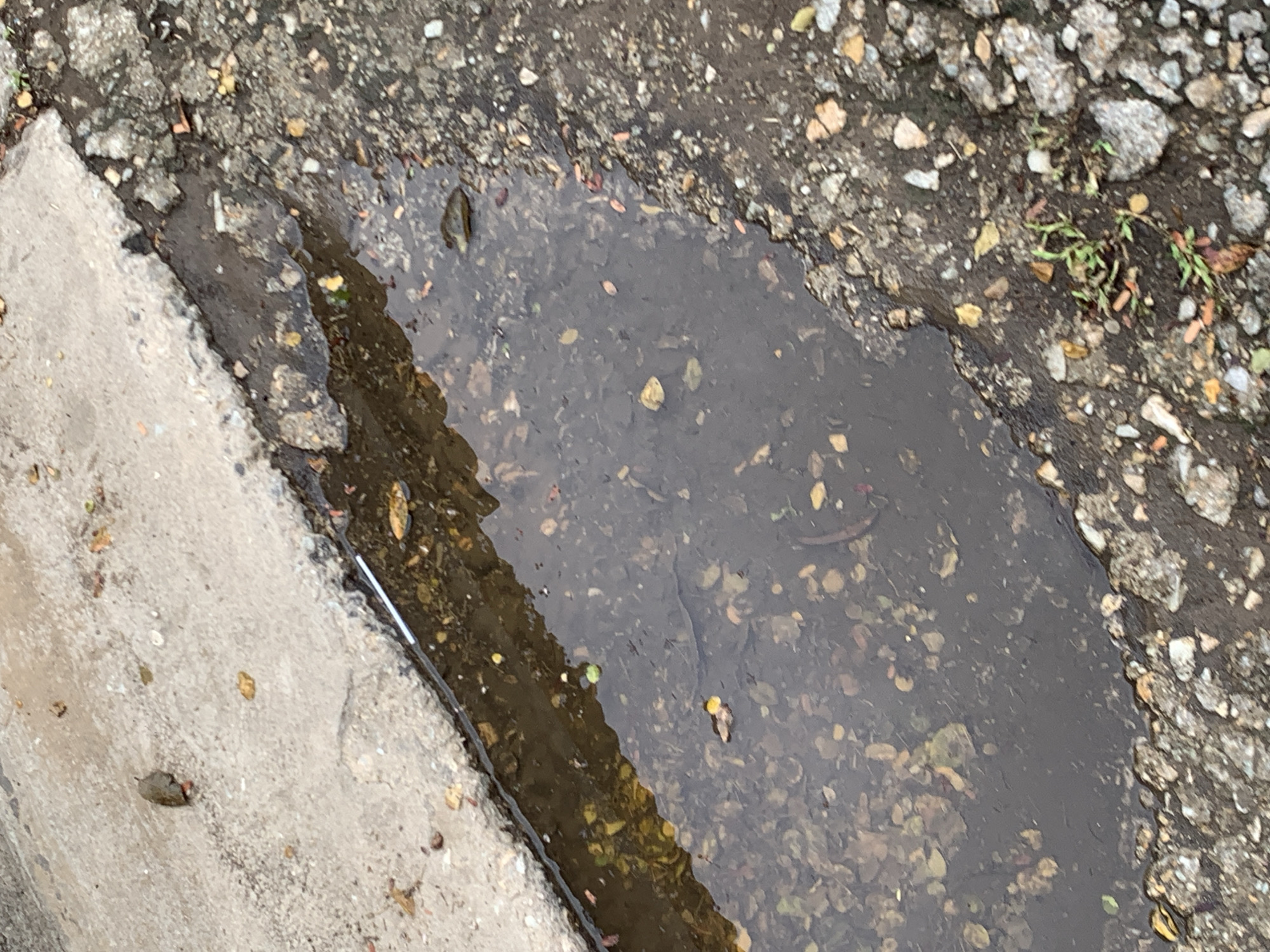 This media file presents an overhead, close-up view of a puddle formed on an uneven ground surface in Santa Ana, Venezuela. The puddle, filled with relatively clear water, contains numerous small pieces of debris, including gravel, pebbles, and discolored fallen leaves, visible at its bottom. The surrounding area consists of dark, coarse ground composed of asphalt or compacted dirt mixed with various light-colored stones and gravel. To the left, a distinct light grey concrete slab or curb forms a clear boundary, indicating the edge of a paved area such as a road or sidewalk. A thin white object, possibly a discarded cigarette filter, is partially submerged in the water along the concrete edge. Small patches of green grass or weeds sprout from the rough ground in the upper right. The scene is illuminated by soft, diffused daylight, suggesting either an overcast sky or an indirect light source. The presence of the puddle indicates recent rainfall or standing water. No people or specific activities are depicted, and no visible text is present.