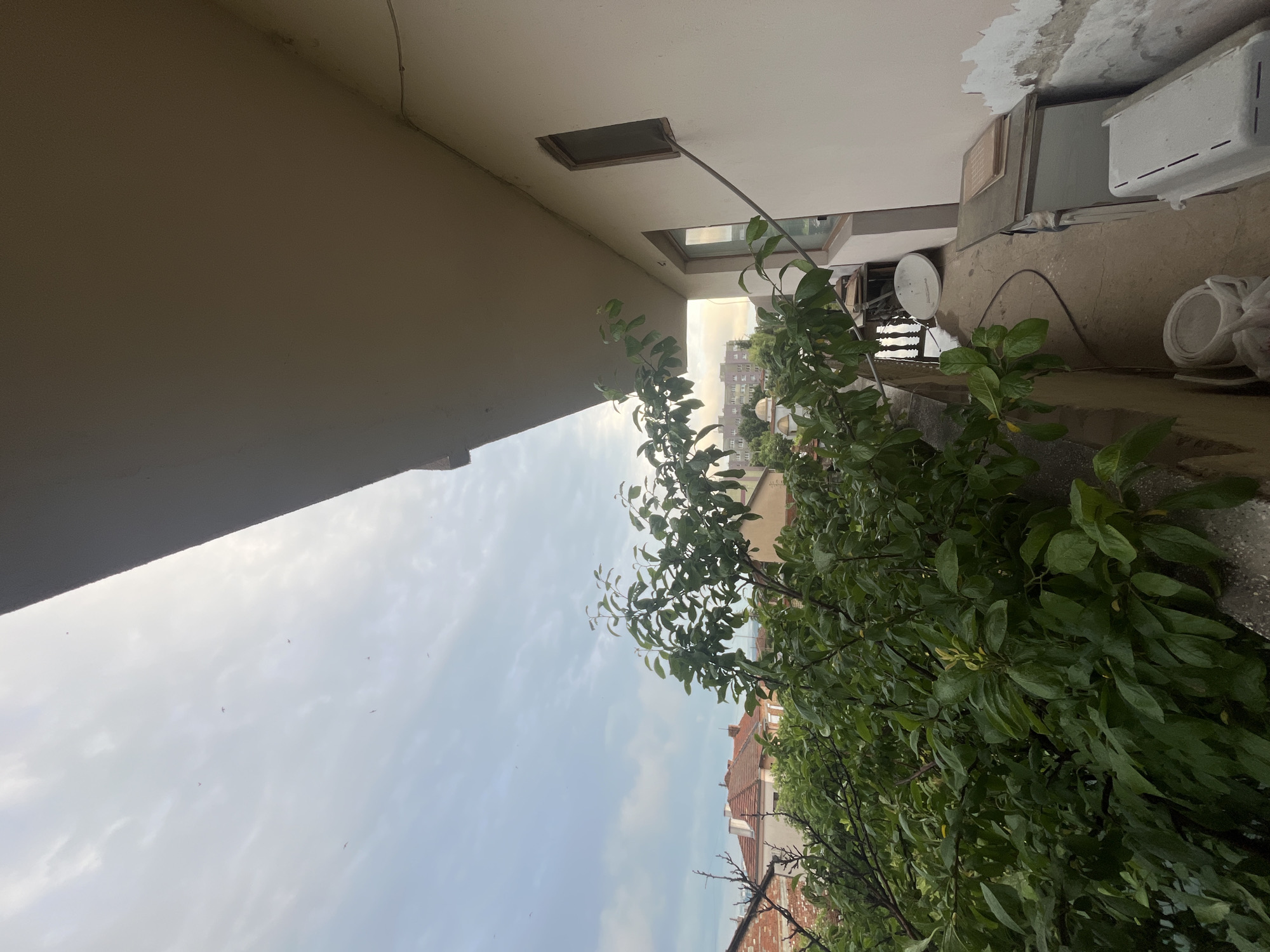 The image presents an outdoor scene, likely captured from a balcony or terrace, offering a view of an urban residential area under an overcast sky.
In the foreground and spanning the left side, a dense, leafy green bush or small tree grows, its foliage prominent. The leaves appear slightly damp. To the right, the concrete floor of the balcony is visible, leading to a textured, earth-toned exterior wall of a building. Above this, the wall transitions to a lighter, possibly white or off-white, render, showing some areas of peeling paint or plaster near the top right.
Mounted on this building wall are several features: a small, dark-framed rectangular window is positioned high on the white section. Below it, a larger, recessed opening or window is visible. Further to the right, a white satellite dish is affixed to the wall, with the word "TELEKOM" faintly visible on its surface. Adjacent to the dish, a white, rectangular fixture, possibly an outdoor light or part of an air conditioning unit, is also attached to the wall. On the balcony floor in the background right, various objects are present, including a white rolled-up item and another white container or crate.
Beyond the immediate building structure and the bush, the background reveals the roofs of several distant residential buildings, characterized by their reddish-brown tiles. The sky above is cloudy and overcast, diffusing the light and indicating either an early morning, late afternoon, or simply a very cloudy day. Numerous small birds are visible soaring against the pale sky.
The scene depicts a static moment, devoid of human activity, characteristic of a typical urban residential setting in Burgas, Bulgaria.
