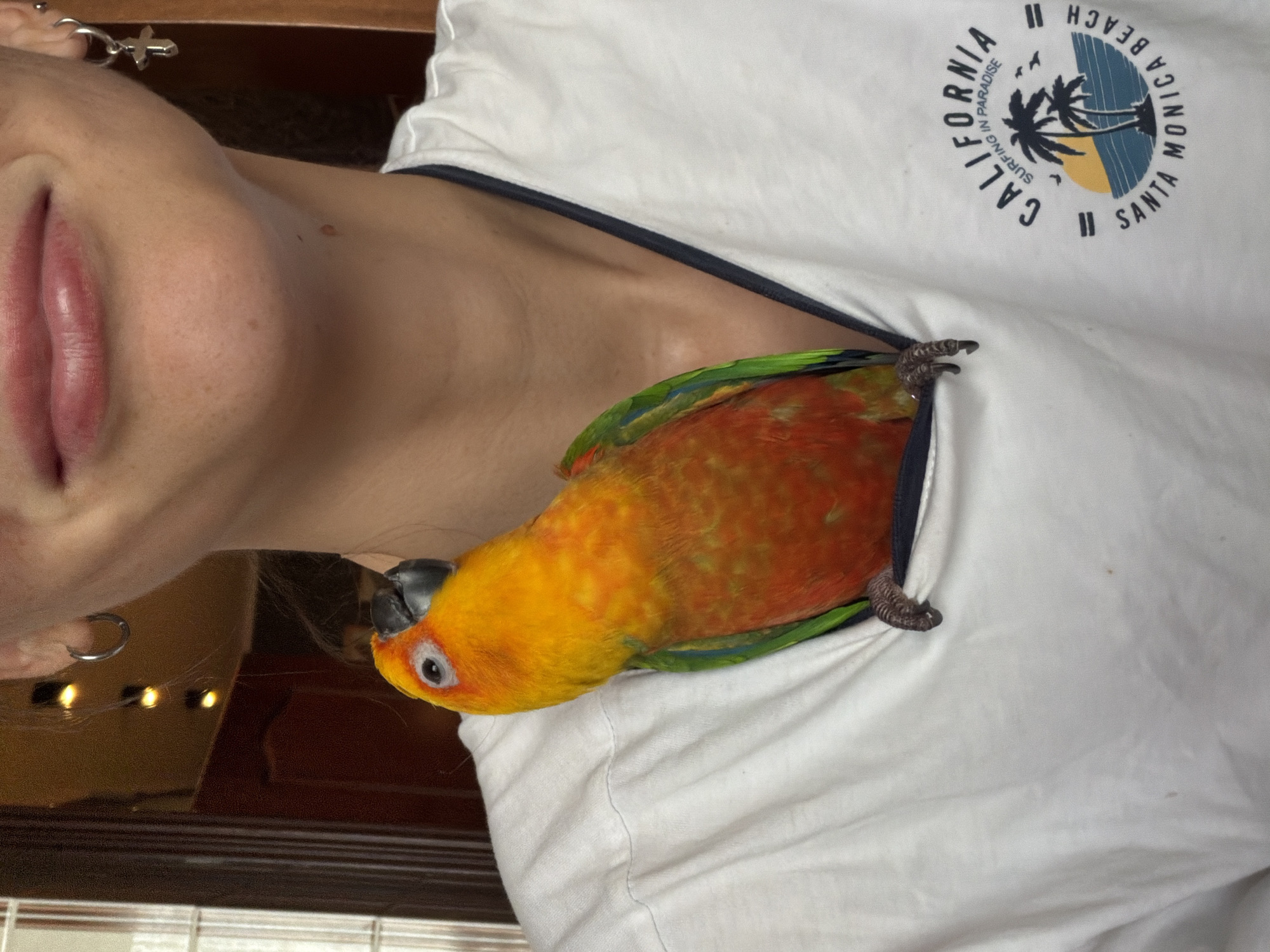 A sun conure parrot is perched inside the neckline of a person's white t-shirt. The parrot has vibrant orange and yellow plumage on its head and chest, with green feathers on its wings. Its claws are visible, gripping the fabric of the t-shirt. The person wearing the t-shirt has fair skin and is wearing earrings. The t-shirt has a graphic print on the right side that reads "CALIFORNIA SURFING IN PARADISE SANTA MONICA BEACH." The background appears to be indoors with a wooden door and some lighting visible. There is no discernible indication of the location being the city of Khimki, Russia.
