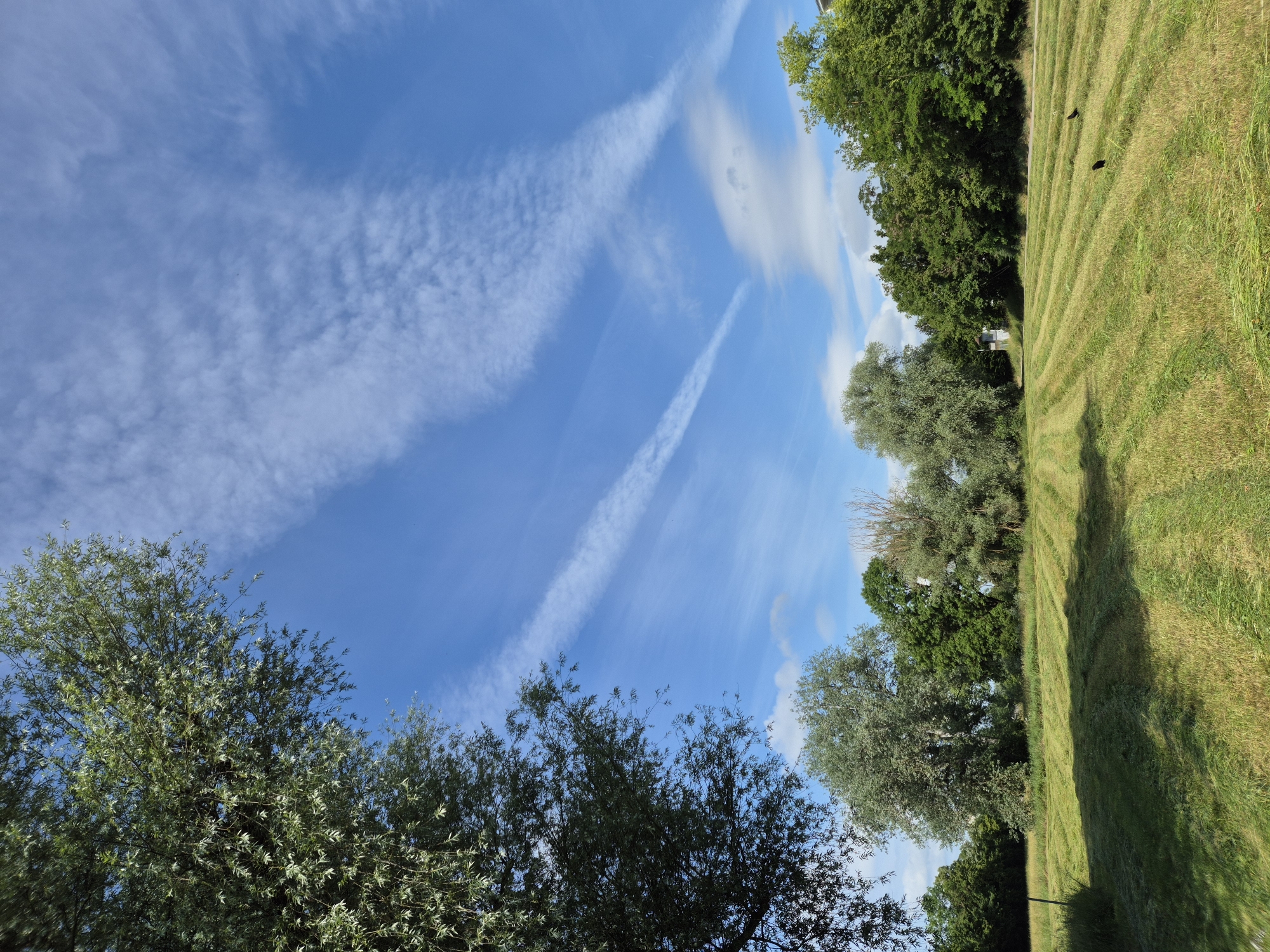 This image depicts a sunny outdoor landscape in Unknown, Unknown. The upper half of the frame features a bright blue sky adorned with scattered wispy white cirrus clouds and several distinct, linear airplane contrails. A large tree with vibrant green foliage partially frames the upper left corner of the scene. The lower half of the image is dominated by a freshly mowed grassy field, where the grass is laid out in neat, parallel swaths, indicative of recent cutting for hay or landscaping. Two dark-feathered birds are visible in the lower right portion of the field, appearing to forage amongst the mowed grass. A thin, dark post stands vertically in the far lower left of the field. A dense treeline composed of various deciduous trees, including some with distinctive silvery-green leaves, forms the mid-ground and background. A small, light-colored building is partially visible nestled within the trees in the distant background. The scene is well-lit by direct sunlight, casting distinct shadows across the mowed field.
