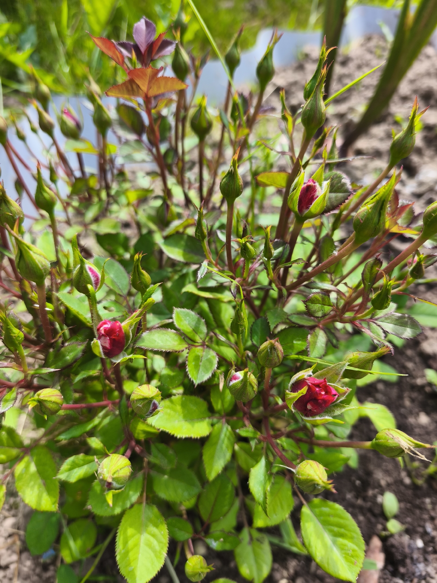 A close-up, eye-level shot captures a rose bush with numerous buds and a few partially opened red flowers. The rose bush is in focus, with its vibrant green leaves and deep red stems forming a dense cluster. The soil is visible in the blurred background. The image was taken in the city of Puchezh, Russia.