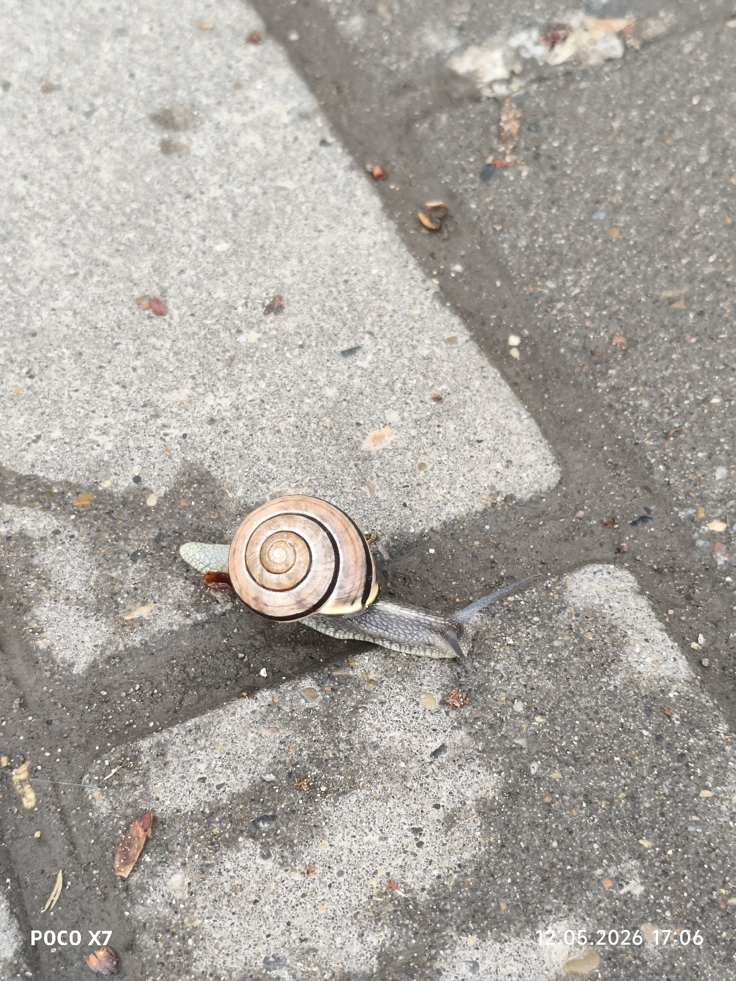 A snail is centered in the image on a concrete surface, likely a sidewalk or paved area. The snail's shell is a light brown color with darker brown concentric circles. The snail's body is visible extending from under the shell, and it appears to be moving across the wet concrete. The concrete is gray and shows signs of wear and moisture. There are small pieces of debris scattered across the surface. The timestamp in the bottom right corner suggests a date of May 12, 2026. The location, Chaikovsky, Russia, is not discernible from the visual information.