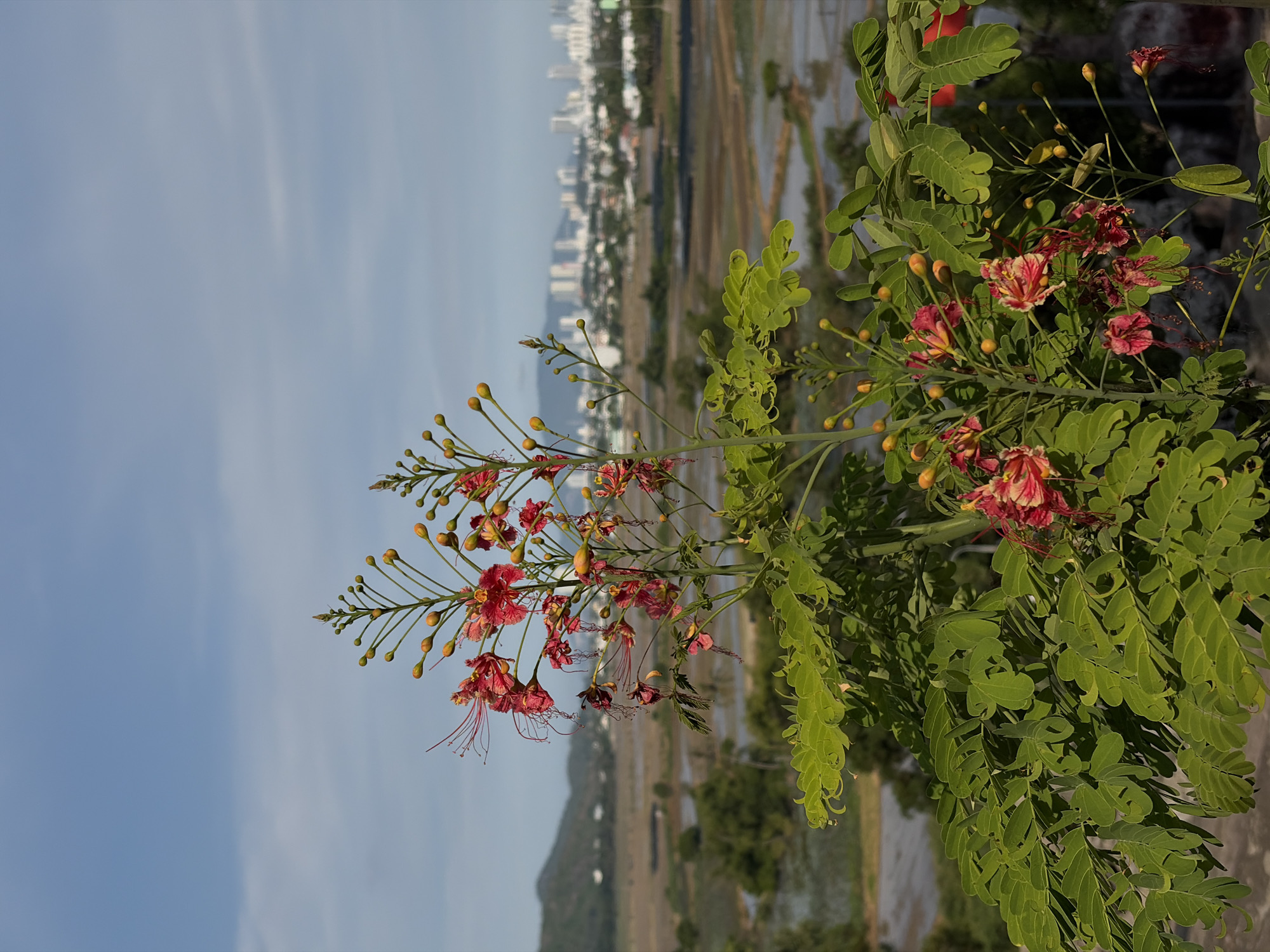 A medium shot captures a vibrant flowering plant in the foreground, its bright red and yellow blossoms contrasting with the lush green foliage. The plant is positioned against a backdrop of a city skyline, with buildings appearing as a hazy white band under a pale blue sky. In the middle ground, agricultural fields, possibly rice paddies due to their reflective surfaces, stretch out towards the city. Rolling hills frame the scene on the left, their slopes dotted with scattered structures. The overall impression is a juxtaposition of nature and urban development, possibly from a viewpoint in Tay Nha Trang Ward, Vietnam.