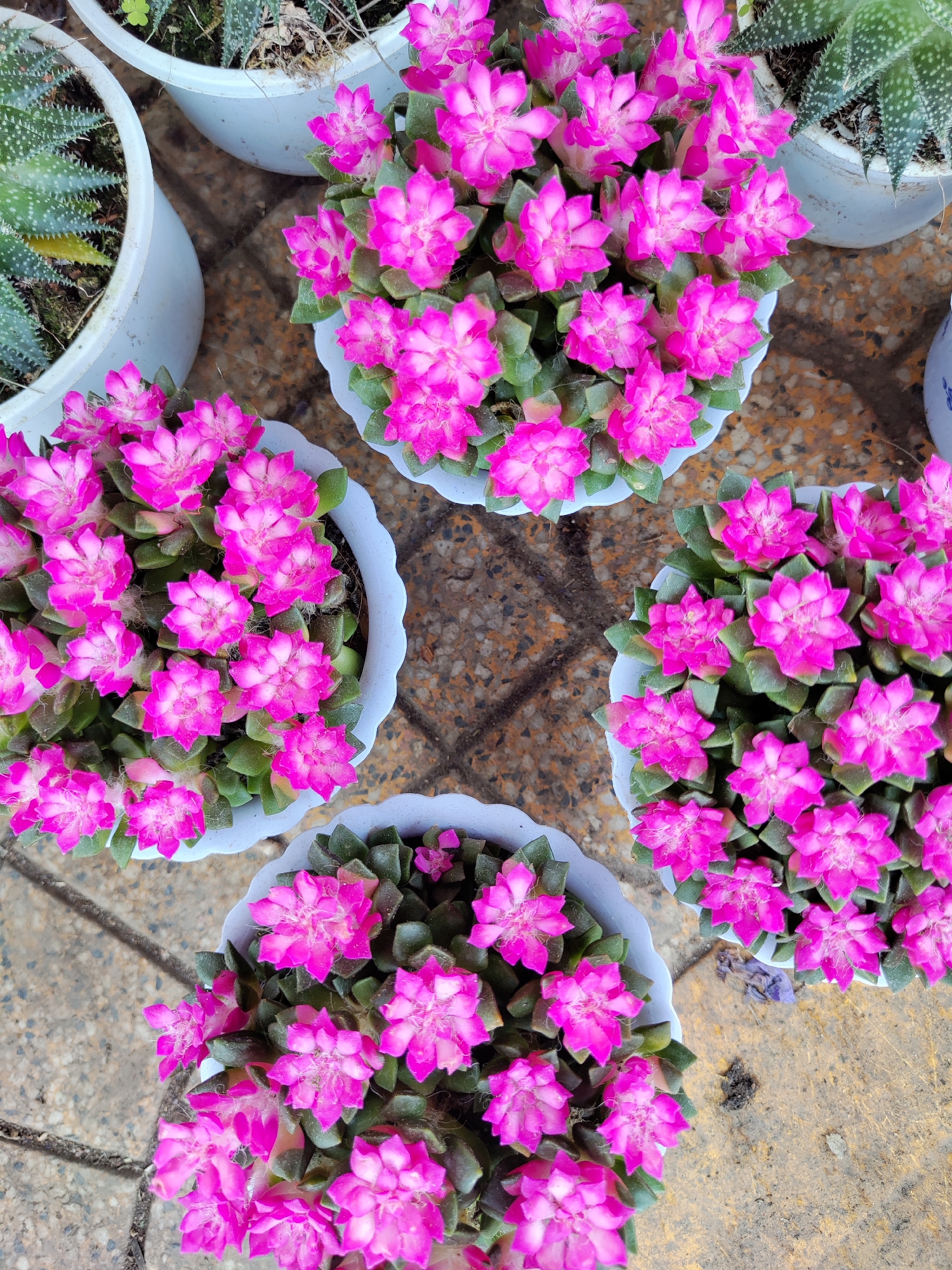 The image shows a collection of potted plants, primarily featuring succulents with vibrant pink flowers. There are five pots visible, arranged in a loose cluster on a textured, possibly tiled, surface. The pink flowers are the focal point, densely packed within each pot. Scattered around the pots are other plants, including aloe succulents with spotted leaves, also potted in white containers. The surface the pots are resting on appears to be a weathered, patterned stone or tile floor. It appears to be shot from above, and the location is Da Lat, Vietnam.