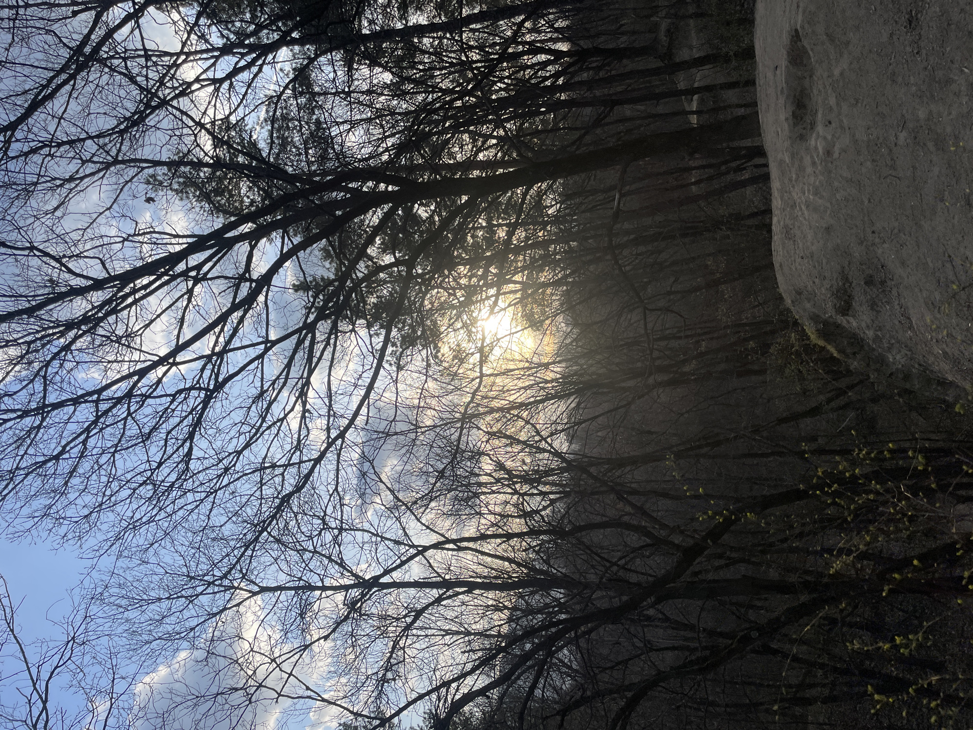 The scene depicts a forest environment during either sunrise or sunset, observed from an elevated perspective within the Vitosha Mountain Nature Park, bordering the city of Sofia, Bulgaria. The sky, visible in the upper portion, is blue with scattered white and grey cumulus clouds. The sun, a bright golden-white light source, is positioned in the upper right quadrant, partially obscured by tree branches, creating strong backlighting.
The vast majority of trees in the foreground and midground are deciduous, currently bare of leaves, forming dark, intricate silhouettes against the illuminated sky. Some darker, denser coniferous trees are also present, particularly on the right side. In the lower-left corner, nascent green buds are visible on smaller branches, indicating early spring vegetation. The lower right foreground consists of an uneven, greyish-brown earthen surface, characteristic of a dirt path or natural ground formation. No human subjects, animals, or artificial objects are present.