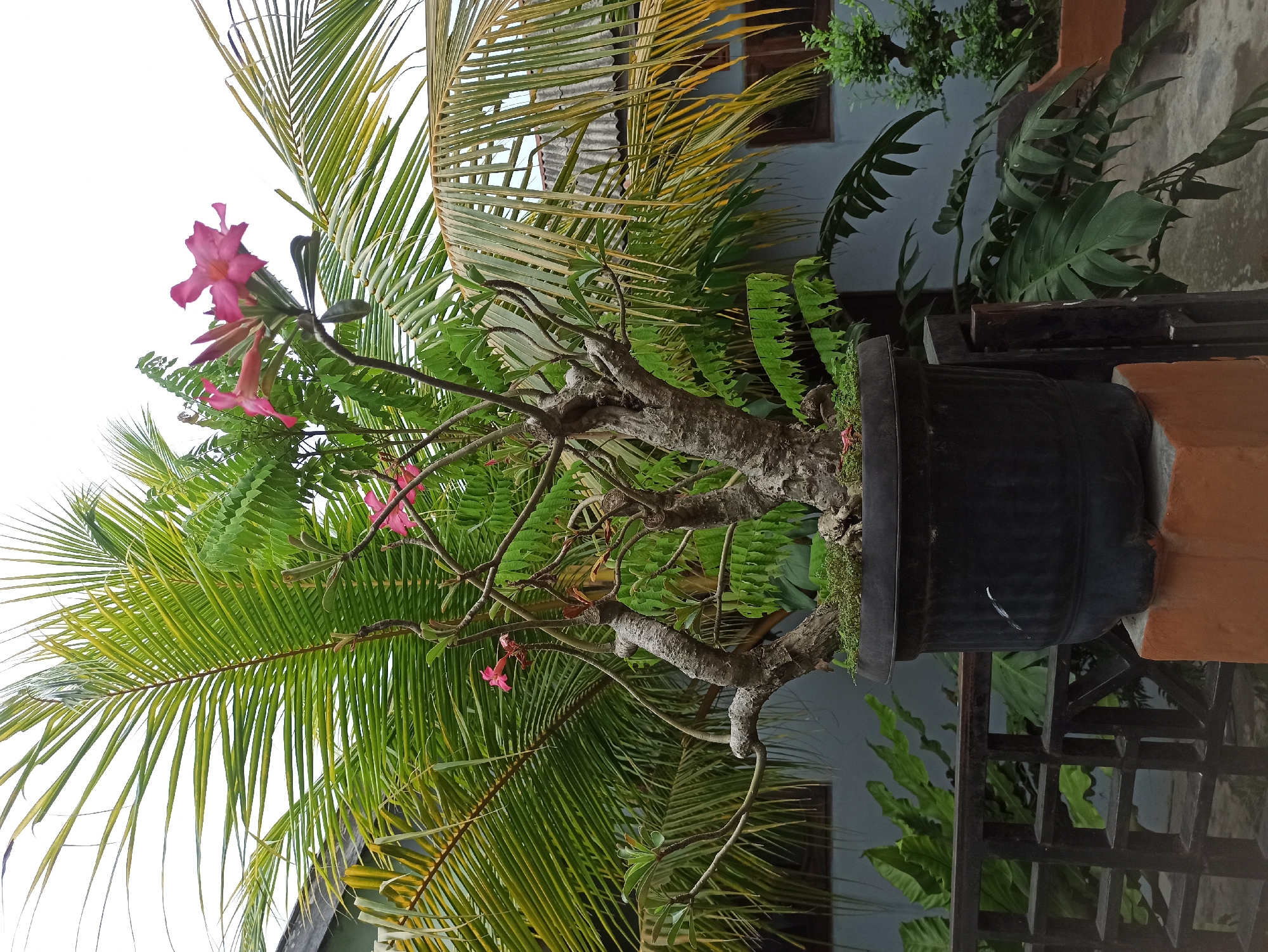 A potted desert rose, characterized by its thick, gnarled trunk and bright pink flowers, is positioned in the foreground. The plant is housed in a large black plastic pot, which rests on an orange pedestal. Behind the desert rose, a lush green palm tree with long, drooping fronds dominates the background, its leaves a mix of vibrant green and yellow hues. To the left of the palm, smaller green leaves are visible, possibly from a different plant. Further in the background, a pale blue house with a corrugated metal roof and a dark wooden window frame is discernible. A dark metal railing runs horizontally across the lower portion of the image, partially obscuring a walkway or patio area. The overall scene suggests an outdoor setting, likely a residential garden or balcony in the city of Medan, Indonesia, given the tropical foliage and architectural style.