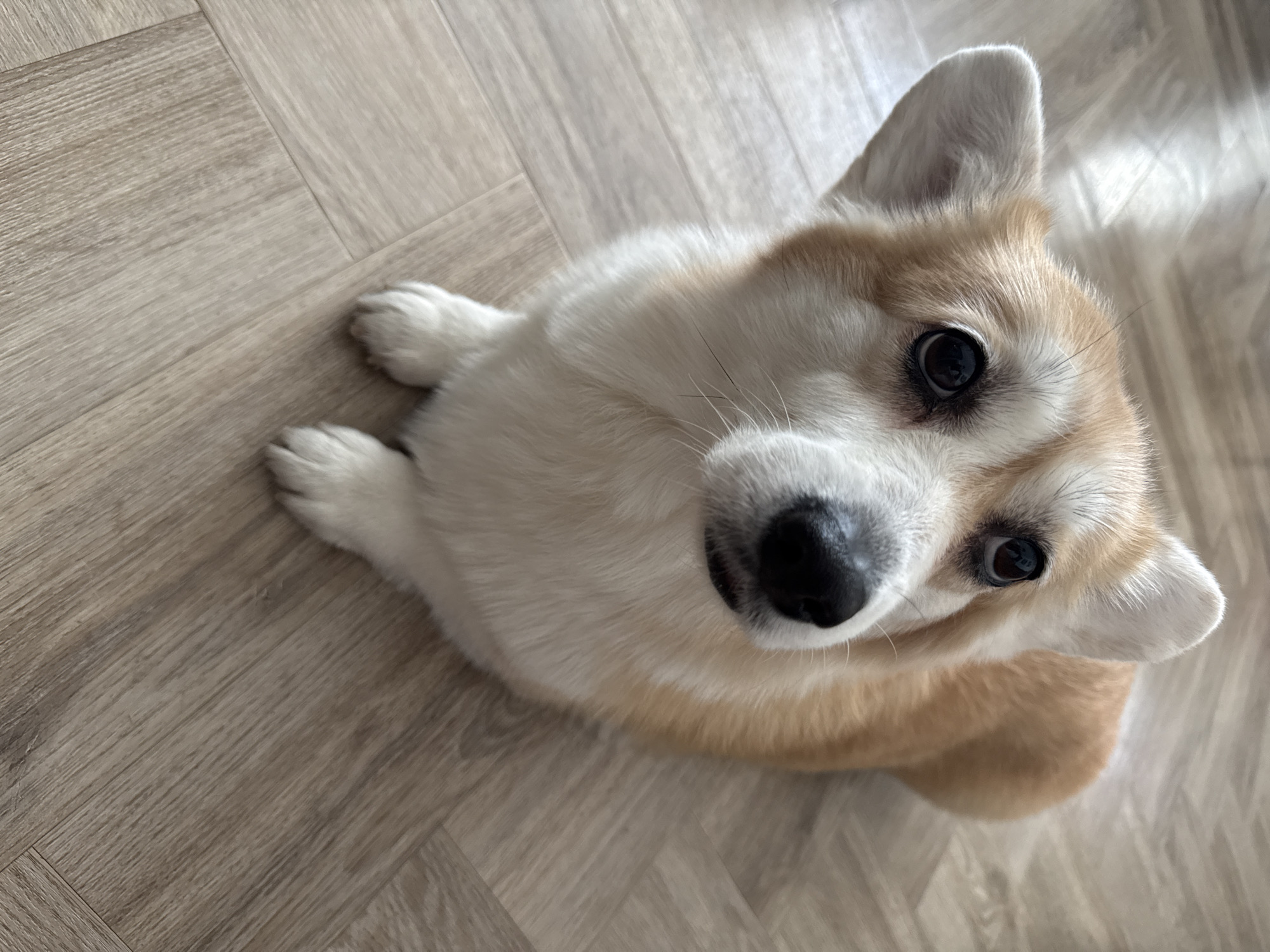 A high-angle shot features a Pembroke Welsh Corgi sitting on a light-colored wood-grain floor. The dog has a white and tan coat and black nose. The location in Krasnoyarsk, Russia is unknown.