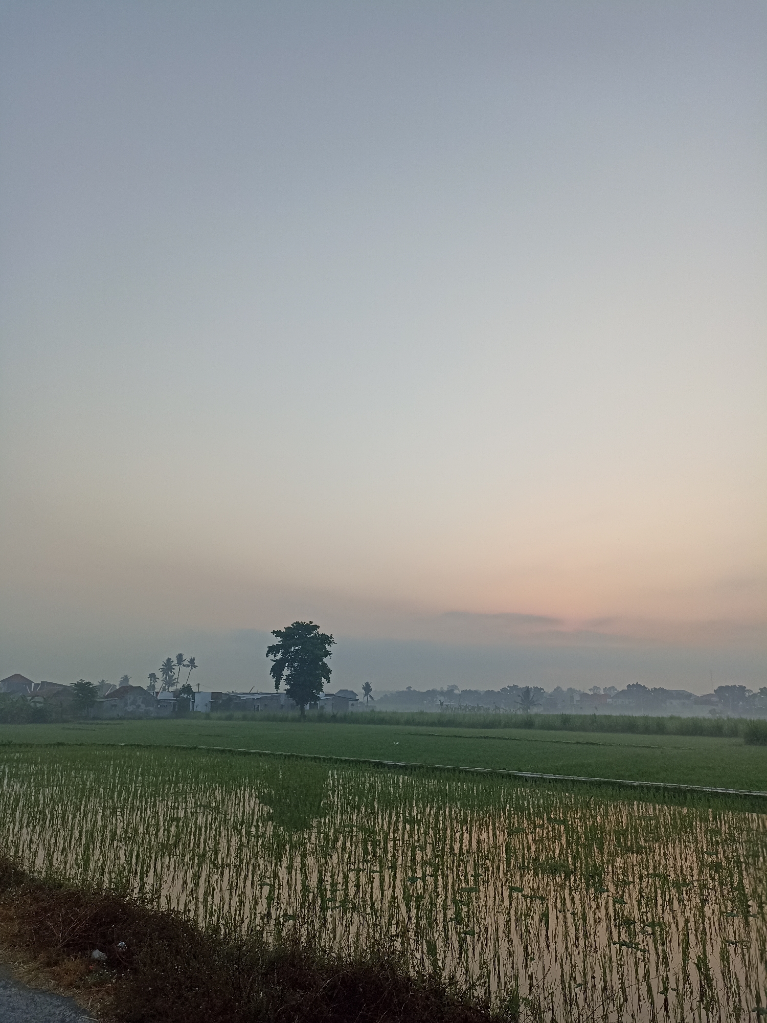 The image captures a serene dawn landscape in Sumberejo, Indonesia. The sky is a soft gradient of pale blue and muted pink, hinting at the rising sun. In the foreground, a flooded rice paddy stretches across the frame, its calm surface reflecting the muted light and the thin, vertical stalks of young rice plants. A narrow, dark embankment with dry vegetation borders the left side of the paddy.
Further back, a line of green fields forms the middle ground, separated from the paddy by a raised pathway. Beyond these fields, a cluster of buildings, likely houses and possibly small structures, are visible, interspersed with palm trees and other foliage. A prominent, solitary tree with a full canopy stands out against the softer shapes of the buildings and vegetation. The background is a hazy horizon of more greenery and buildings, with a subtle mist or fog softening the distant details, suggesting a humid, tropical environment. The overall scene is one of peaceful rural life at the beginning of a new day.
