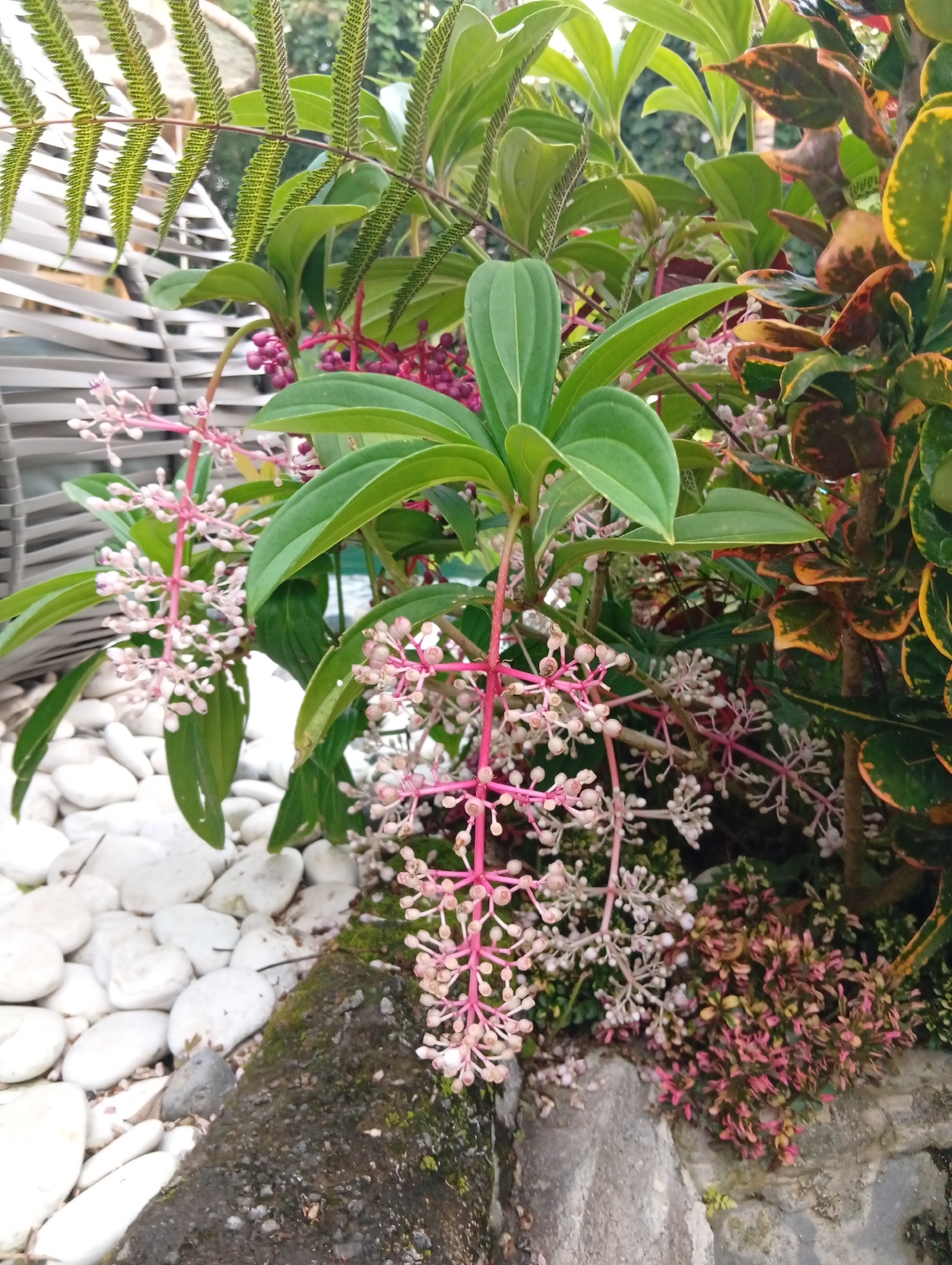 The image depicts a close-up view of lush greenery and flowering plants in a garden setting. In the foreground, a cluster of cascading pinkish-white flowers hangs from vibrant pink stems, set against a backdrop of large, glossy green leaves. To the left, smooth white pebbles form a decorative border. To the right, a plant with variegated leaves in shades of green, yellow, and reddish-brown adds texture and color. In the upper left, a fern frond with visible spore-producing structures is present. The overall impression is of a well-maintained garden, potentially in an outdoor area of a residence or a public space. The scene does not provide enough visual information to definitively place it within Tampaksiring, Indonesia, or identify any specific actions, interactions, or individuals.