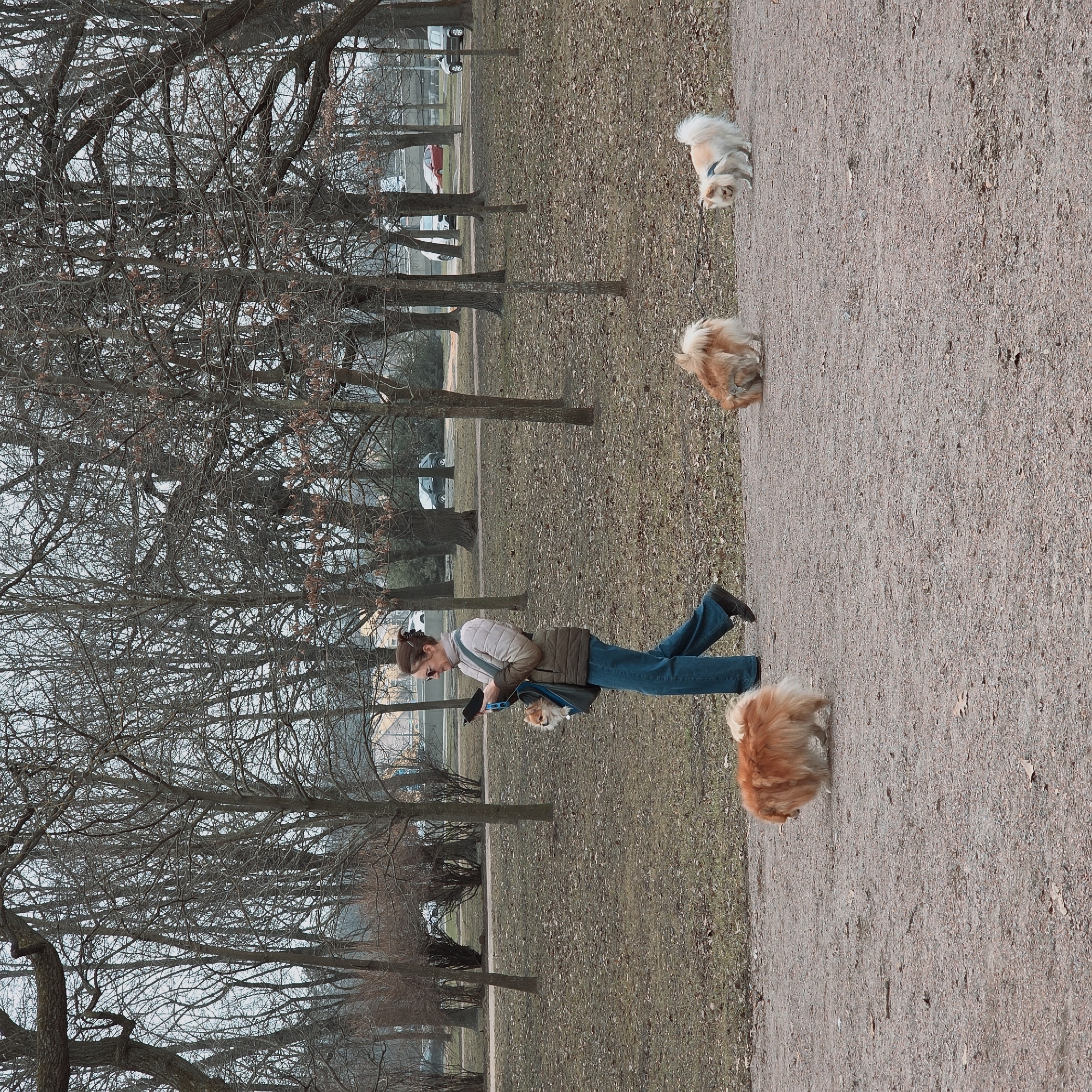 A woman in blue jeans, a tan jacket, and dark shoes walks along a path next to a grassy area with bare trees, accompanied by three dogs. Two of the dogs are fluffy and brown, and one is white and tan. The woman is carrying a bag with a smaller dog inside. The setting appears to be a park or recreational area in Saint Petersburg, Russia. There are trees and cars in the background.