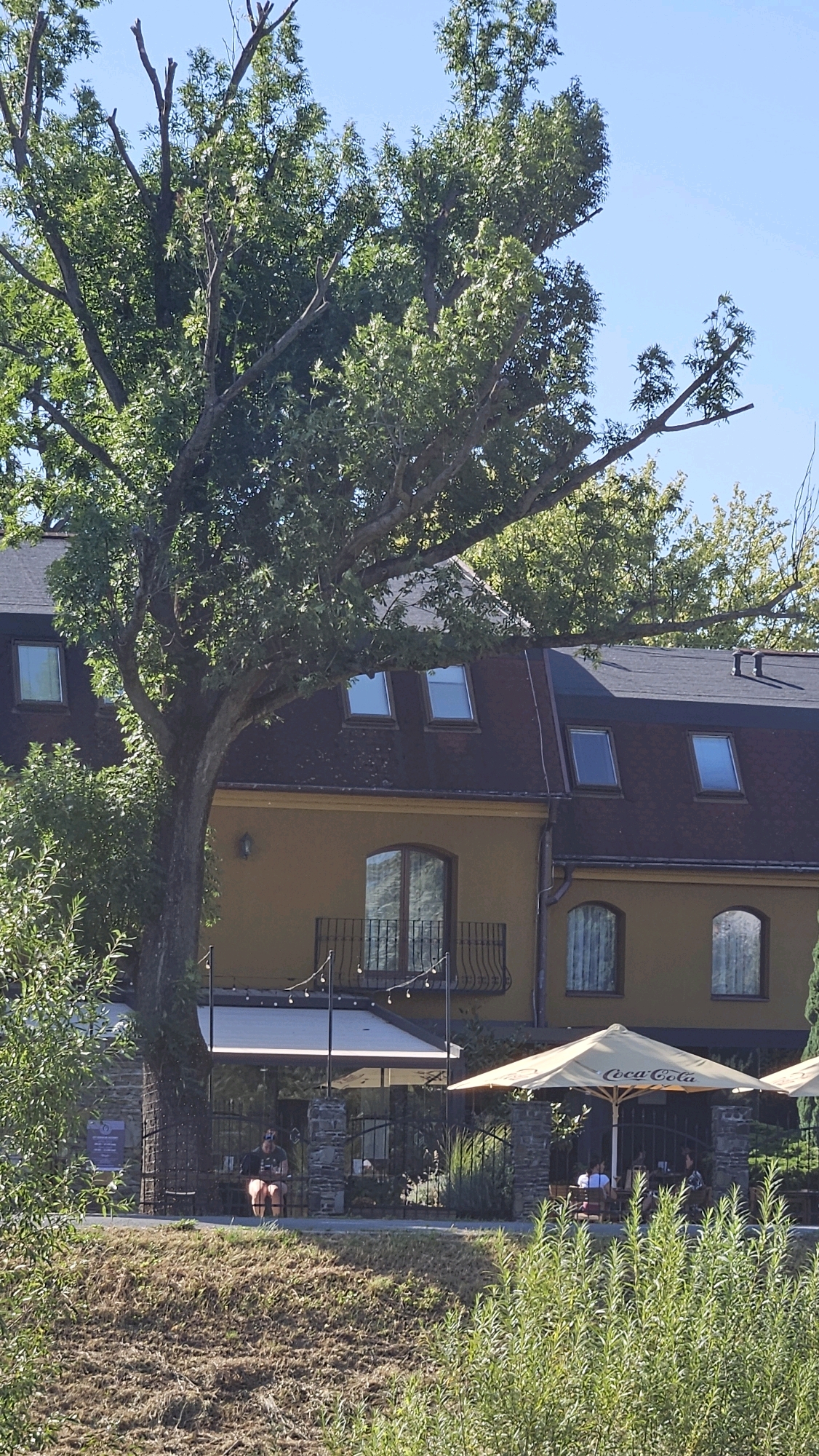 The image captures a scene in Prešov, Slovakia, focusing on the exterior of a building with a prominent tree in the foreground. The building appears to be a multi-story establishment, possibly a hotel or restaurant, with a dark-colored roof and several dormer windows. The facade is painted in a yellowish-ochre color. There is an outdoor seating area with umbrellas, one of which prominently displays the Coca-Cola logo. Several people are seated at tables under the umbrellas, engaged in dining or conversation. A large tree with dense green foliage dominates the left side of the frame, its branches extending over the building. In front of the building, a black metal fence encloses the outdoor seating area. The ground in the foreground is covered with dry, brown grass and some green vegetation. The sky is clear and blue.