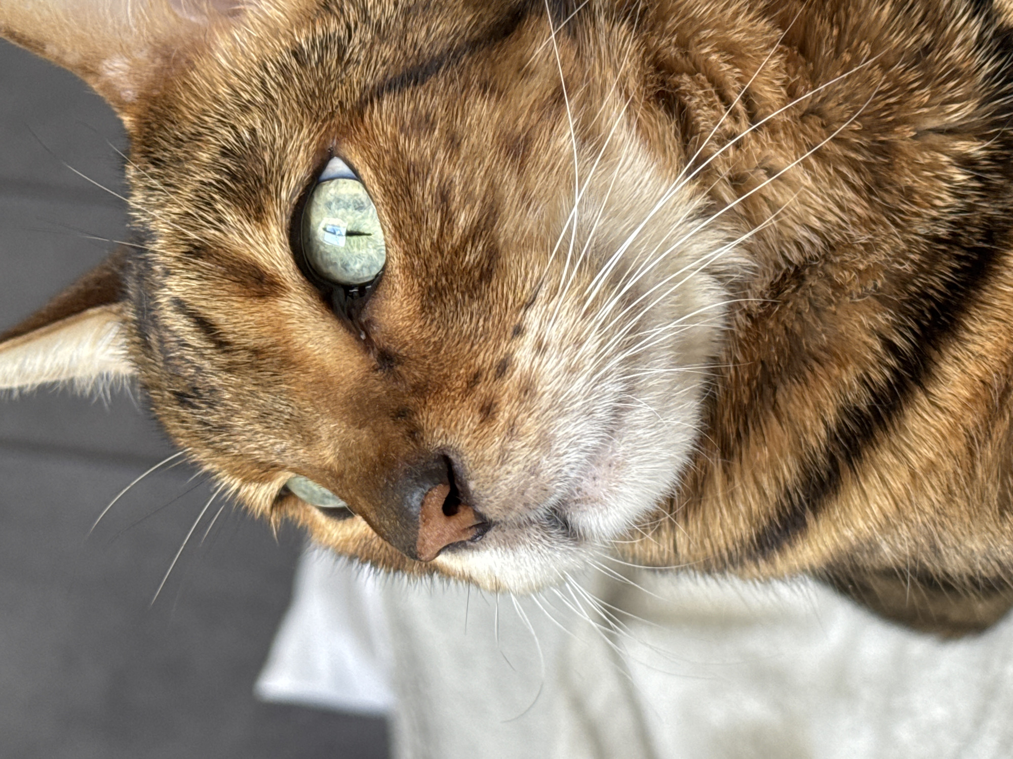 This media file is a close-up, high-angle, eye-level shot of a domestic cat's face. The cat has striking green eyes with black pupils and distinctive brown and black tabby markings. Its fur is detailed, showing individual strands and the characteristic rosettes of a Bengal cat. Long white whiskers fan out from its muzzle. The cat's nose is a speckled brown color. The background is out of focus, with a dark gray area on the left and a lighter, textured surface on the right, likely representing a blanket or soft material. The lighting suggests it is daytime, with a bright light source illuminating the cat's face, creating a slight sheen on its fur and reflecting in its eyes. There is no visible text. The overall impression is one of intimacy and focus on the cat's beauty and features.