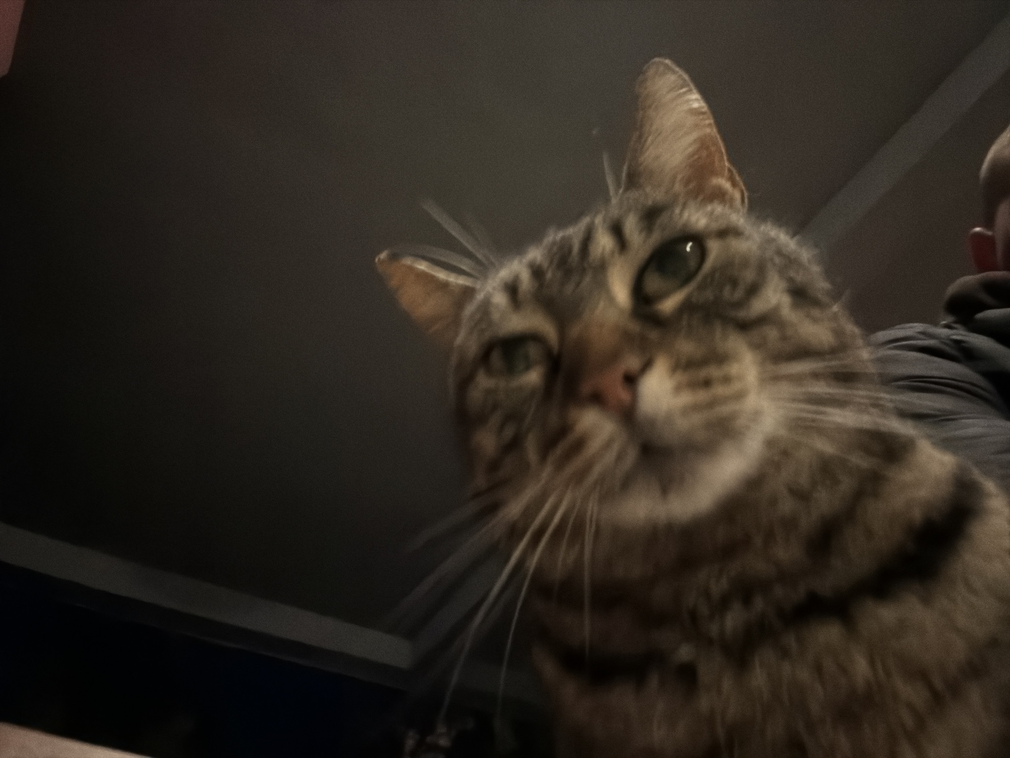 A close-up shot of a tabby cat's face is the focal point of the image. The cat is in the foreground, slightly out of focus due to the depth of field. Its face is mostly gray and brown with a pink nose and long white whiskers. The cat's ears are upright. A person's head and part of a jacket are visible in the background on the right side of the frame. The background is dark and blurry. The location is not discernible from this image. It is not possible to determine if the location is in the city of Veliko Tarnovo, Bulgaria.