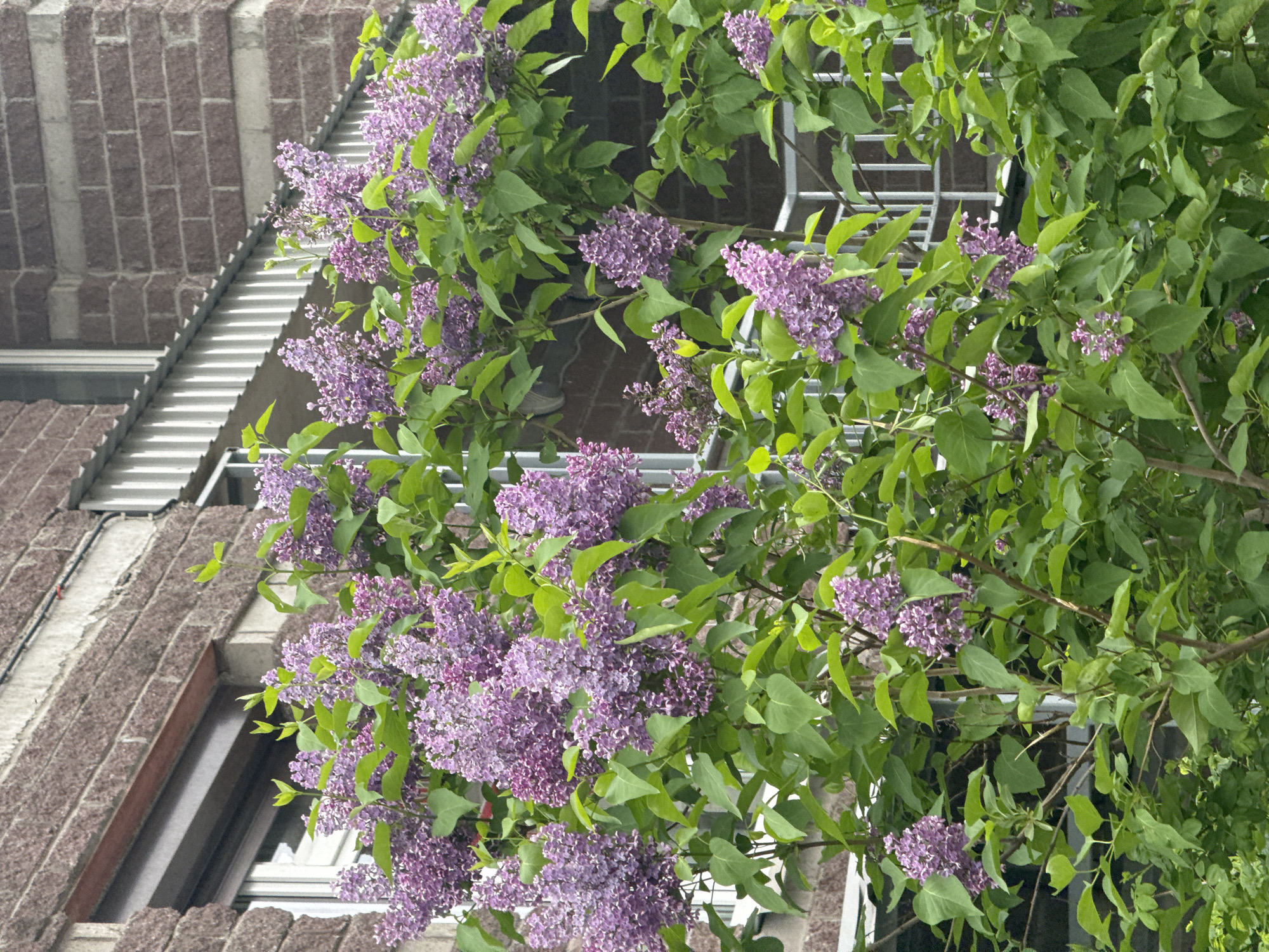 The image displays a vibrant outdoor scene in Saint Petersburg, Russia, primarily featuring blooming lilac bushes or trees. The frame is densely filled with lush green leaves and numerous clusters of purple lilac flowers, which are in full bloom, indicating spring or early summer.
Behind the extensive foliage, a building with a textured, reddish-brown brick facade is visible on the left side. The building appears to be multi-storied, featuring windows, some with white frames, and a visible roofline or building edge at an angle. A metal railing or part of a fire escape or balcony structure is partially discernible through the leaves in the upper right and center of the image.
The lighting suggests bright daylight, possibly under a clear or brightly overcast sky, allowing the natural colors to appear vivid and well-saturated. There are no people or specific activities taking place, creating a serene and natural urban landscape. No visible text is present within the image. The composition highlights the beauty of nature thriving against an architectural backdrop, characteristic of a city setting.