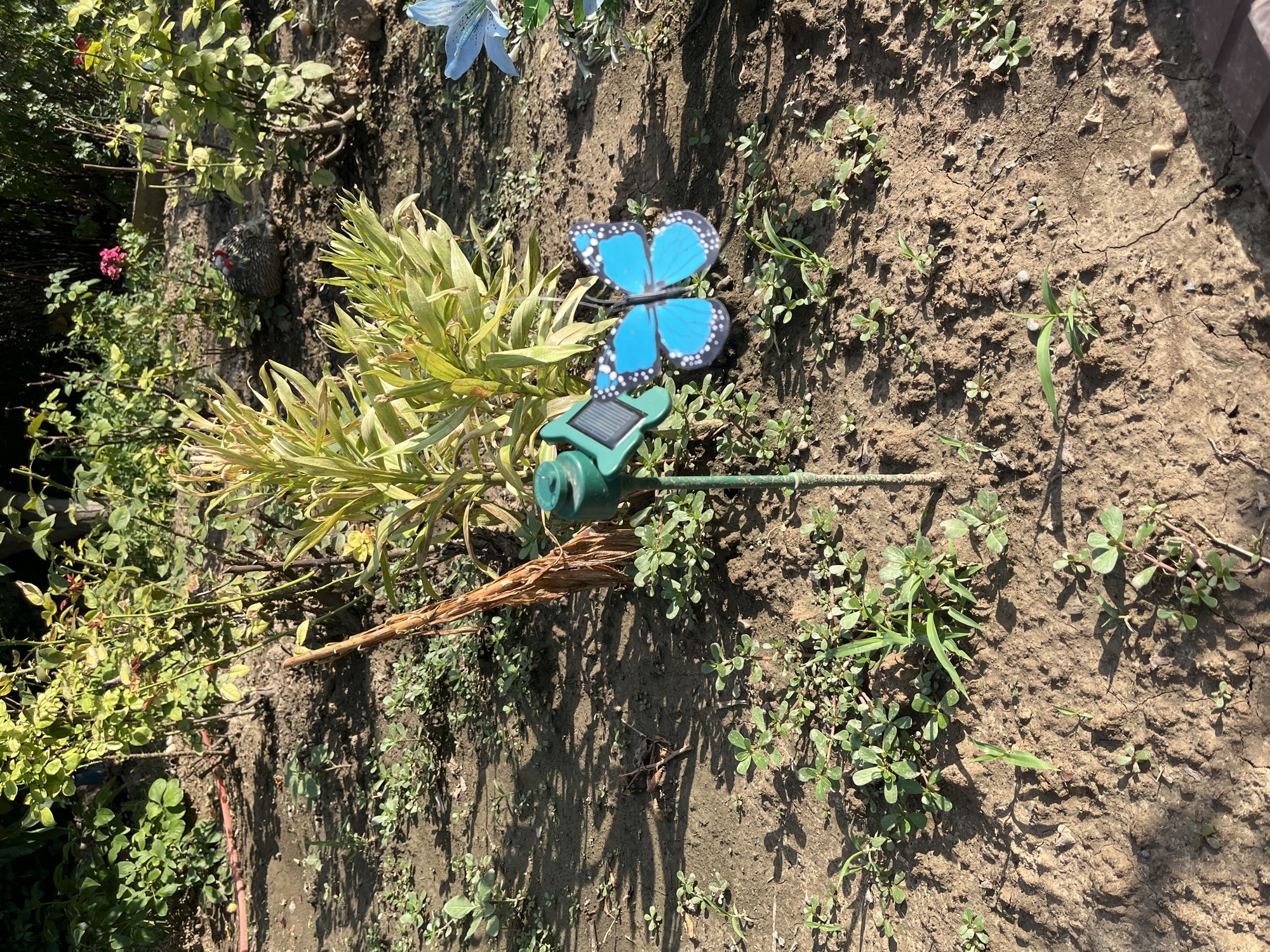 The image shows a close-up of a garden bed with brown soil, scattered small green plants, and dry leaves. A decorative blue butterfly with black spots is placed on the soil, attached to a small solar-powered garden light. The light has a green plastic casing and a solar panel on top. A dried plant stem lies near the light and butterfly. In the background, some green foliage from a larger plant is visible, along with hints of other garden decorations, including what appears to be a blue flower and a small animal figurine. The scene is illuminated by bright sunlight, casting distinct shadows on the ground, suggesting it is daytime with clear weather. The setting is outdoors in a garden. No people are visible, and there is no discernible text in the image. The location is identified as Shymkent, Kazakhstan.