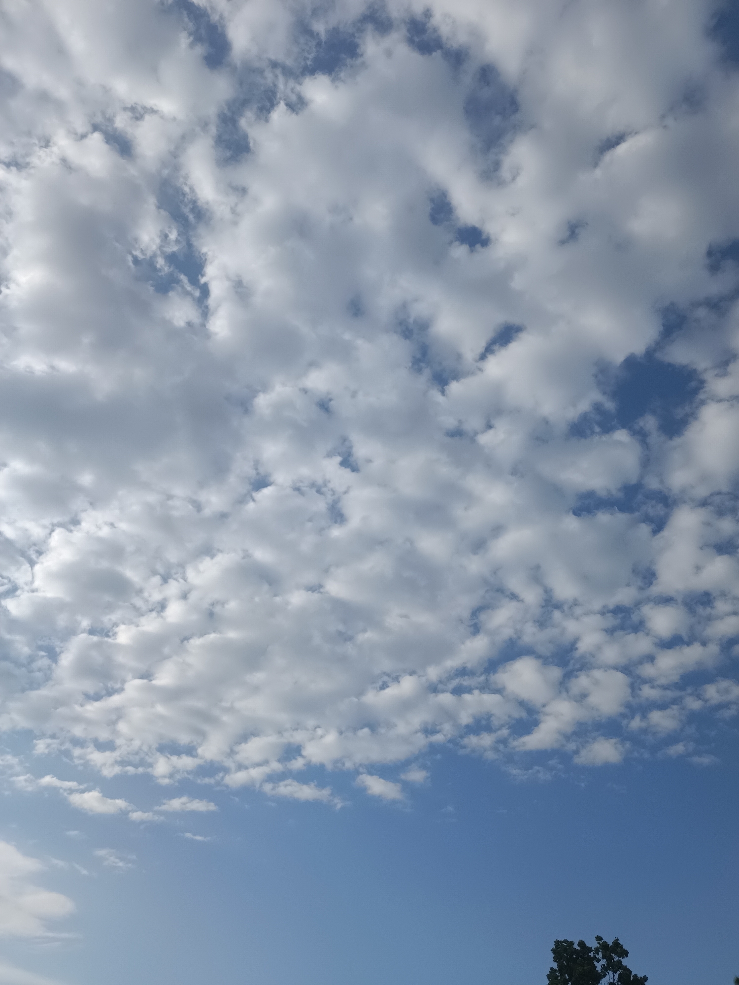 An outdoor, eye-level shot shows a wide expanse of blue sky populated by scattered white clouds. In the lower right corner of the frame, the dark green foliage of a tree is visible. The lighting suggests it is daytime. The scene is set in the city of Unknown, Unknown.