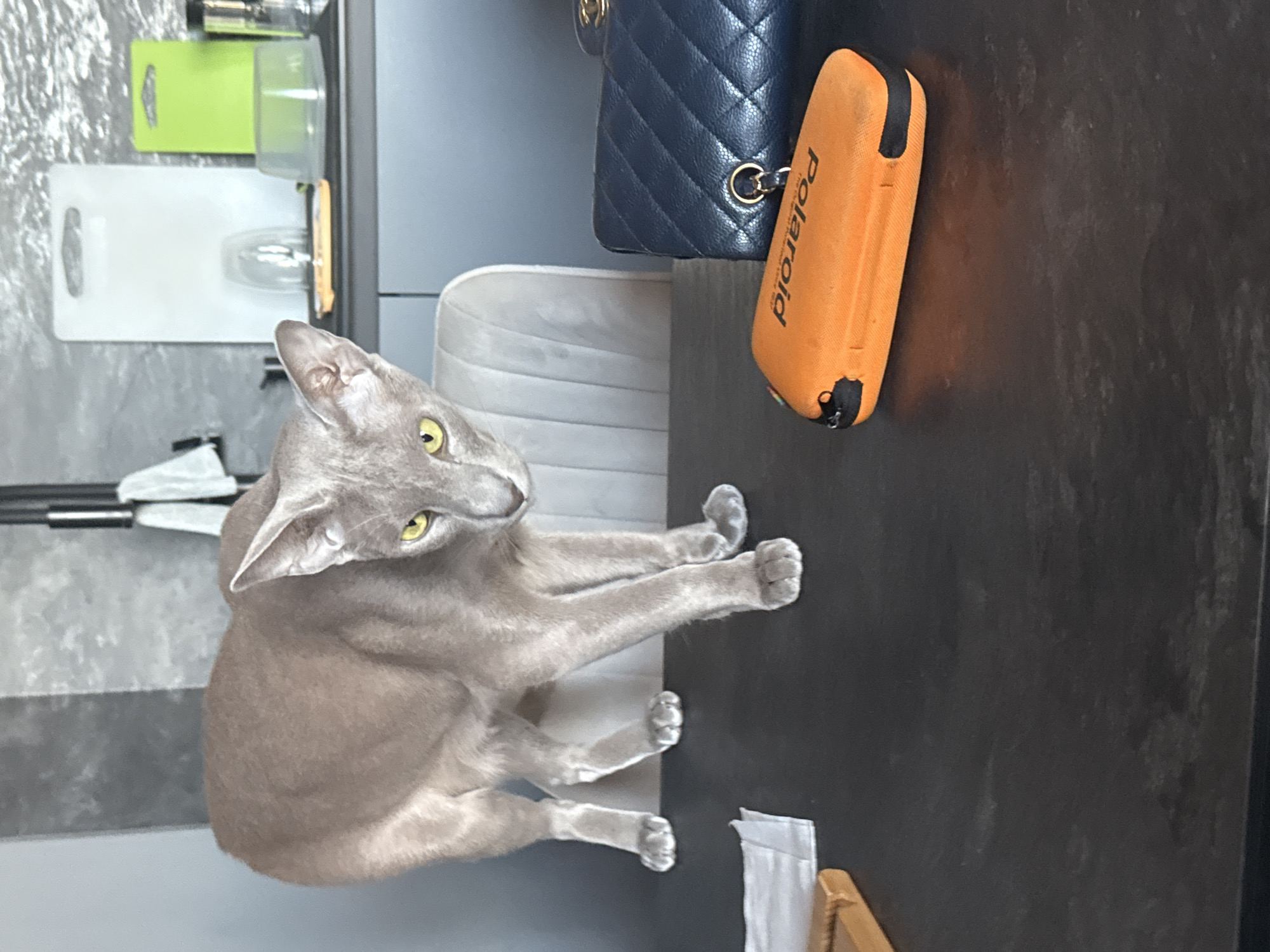 An Oriental Shorthair cat with a lean build, short grey-brown fur, and bright yellow eyes is standing on a dark, possibly black, table in an indoor setting. The cat's head is slightly lowered and tilted, with its gaze directed intently towards the viewer. Its front right paw is positioned slightly forward.
On the table to the cat's right, an orange hard-shell case, bearing the white text "Polaroid", rests horizontally. Behind and to the right of the case is a dark blue quilted bag with a visible gold-tone O-ring and a partial glimpse of a gold-tone interlocking logo, suggesting it is a luxury handbag. To the cat's left, a folded white cloth and a small, light brown wooden object are visible.
The background consists of a plain grey wall to the left and a textured grey wall to the right. A light-colored, upholstered chair is partially visible beneath the table behind the cat. On a counter or shelf in the background, a white cutting board and a bright green cutting board stand upright. Other objects on the counter include a clear glass or plastic tumbler and a transparent plastic container with a lid. A dark vertical fixture with a small white cloth hanging from it is visible in the upper right background. The scene is located in a residence within the city of Saint Petersburg, Russia.