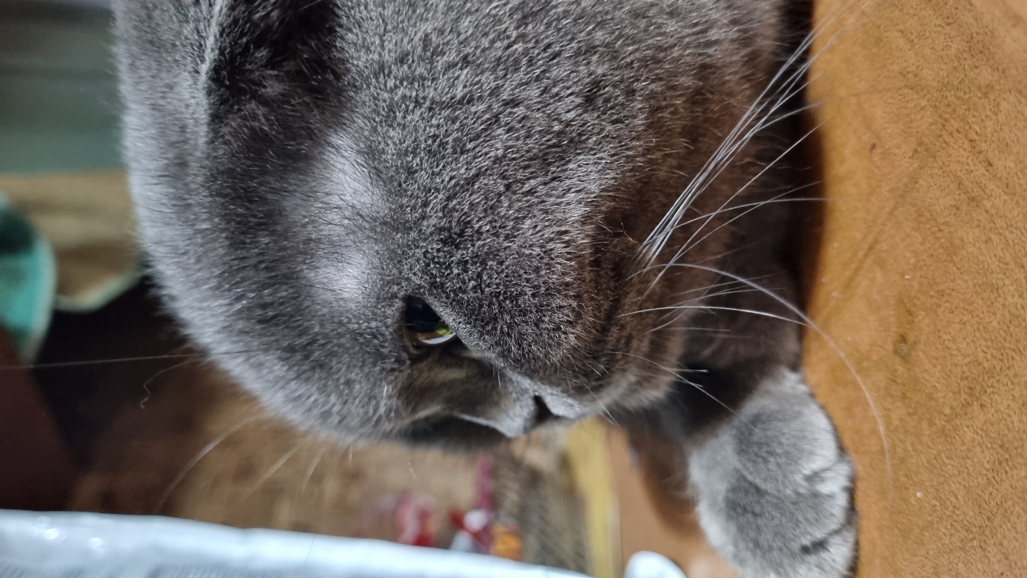 A close-up, profile view of a gray Scottish Fold cat is shown. The cat is lying down, with its head resting on a brown surface. Its ears are folded back, and its green eyes are looking to the left. The cat's fur is dense and appears soft. Its whiskers are long and white, fanning out from its muzzle. A white object, possibly a piece of fabric or plastic, is visible in the upper left corner of the frame, out of focus. The background is blurred and appears to be an indoor setting with muted colors. There is no indication of the cat's location within Vysokoe, Russia.
