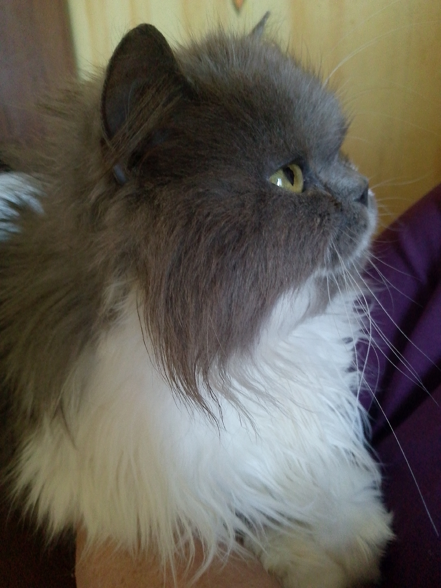A close-up profile shot shows a grey and white fluffy cat with yellow eyes looking to the right. The cat's fur is long and appears to be a mixture of grey and white, with a prominent white chest and chin. Its ears are pointed and dark grey, and its whiskers are long and white. The background is blurred, with a yellow, textured surface on the left and a dark purple surface on the right. There is no indication of the city of Magadan, Russia, or any urban environment. The image appears to be an indoor photograph taken at eye level with the cat.
