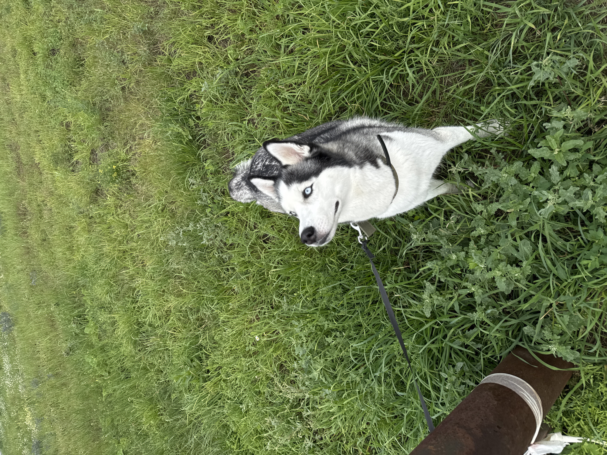 A husky dog with blue eyes stands on a leash in a grassy field with some wildflowers. The dog is facing away from the camera and looking to the left. There is a rusty pole in the foreground, and the background is a blurry expanse of green grass and wildflowers. The image does not contain information about the location in the city of Tolyatti, Russia.