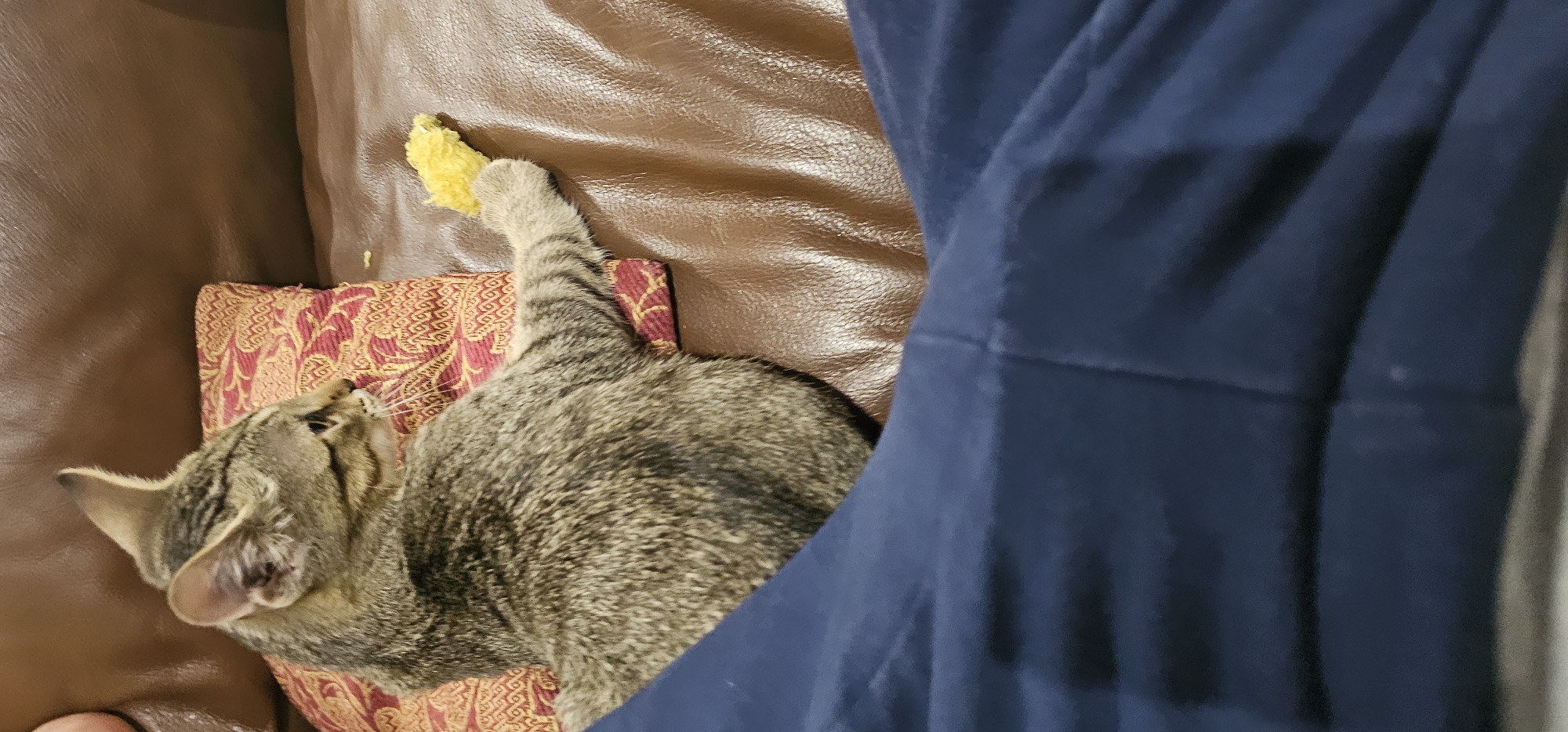 A tabby cat is lying on a brown leather couch, propped up on a decorative pillow. The cat's left paw is extended, holding a small, yellow, fluffy object, possibly a toy. The cat is looking to the right of the frame. In the foreground, dark blue fabric, likely clothing, partially covers the lower portion of the image. There are no visible indications of the location being in Григорівка, Ukraine.