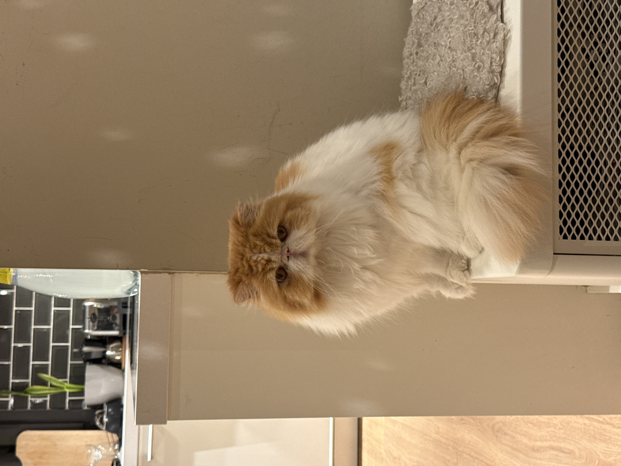 A medium-shot photograph shows a long-haired, light orange and white cat sitting on a white countertop near a radiator. The cat has its paws tucked under its body and is facing the camera. The background includes a gray wall, a white radiator with a metal grill, a textured gray cloth, and a kitchen area with black subway tiles and cabinets. No people are visible. The location is not discernible from the image.