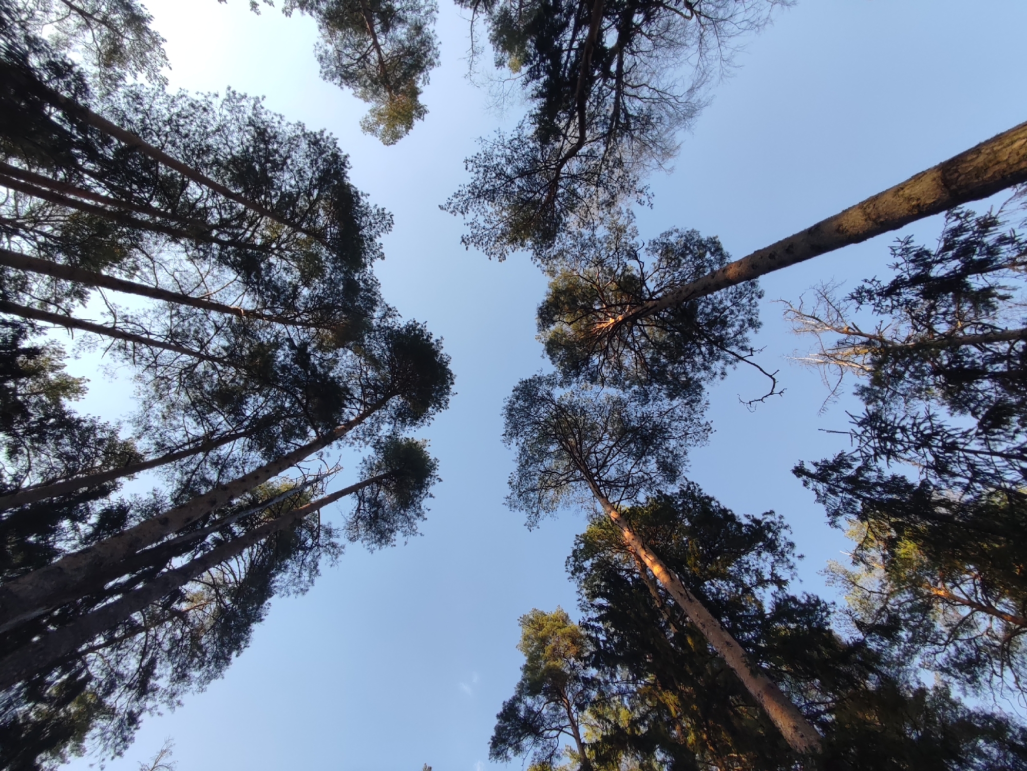 The image is a low-angle shot looking up into a forest canopy against a light blue sky. Several tall trees are visible, their trunks angled towards the center of the frame. The trees have dark foliage and a few bare branches. The scene appears to be taken from within a forest, with the camera pointing directly upwards. Based on the query, the location is presumed to be in the city of Chaikovsky, Russia. There are no people visible in the image.