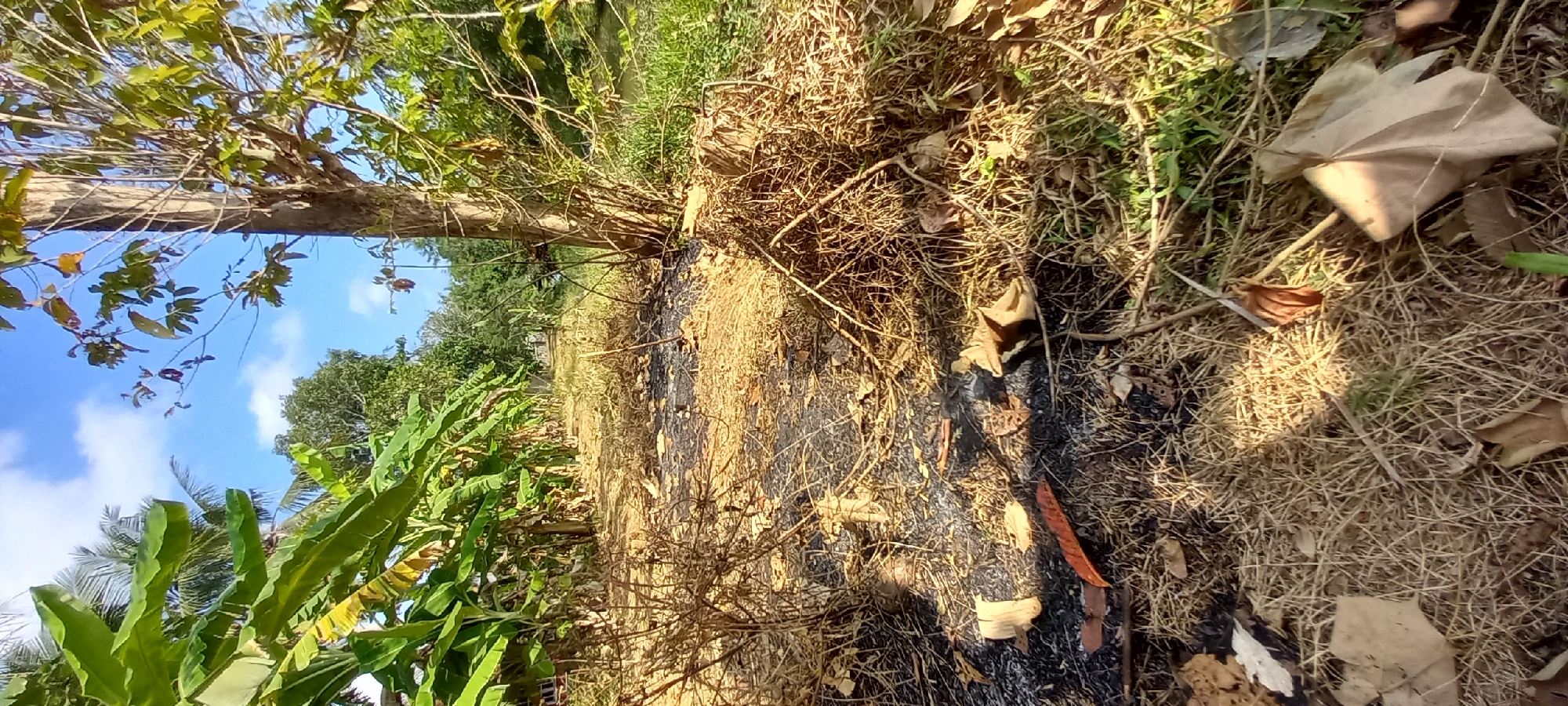 The image depicts a dirt path in a rural area, likely Sidamulya, Indonesia, characterized by lush tropical vegetation. Large banana leaves dominate the left side of the frame, suggesting a plantation or agricultural setting. The path itself appears dry and is covered in dead leaves and grass, with patches of what looks like burnt material, indicating recent burning activity. A prominent tree trunk, likely a hardwood, stands to the right, with branches extending upwards and a dense pile of dry brush and leaves at its base. The background reveals more dense foliage and trees, with a bright blue sky featuring scattered white clouds overhead. The scene conveys a sense of natural abundance and possibly agricultural practices.