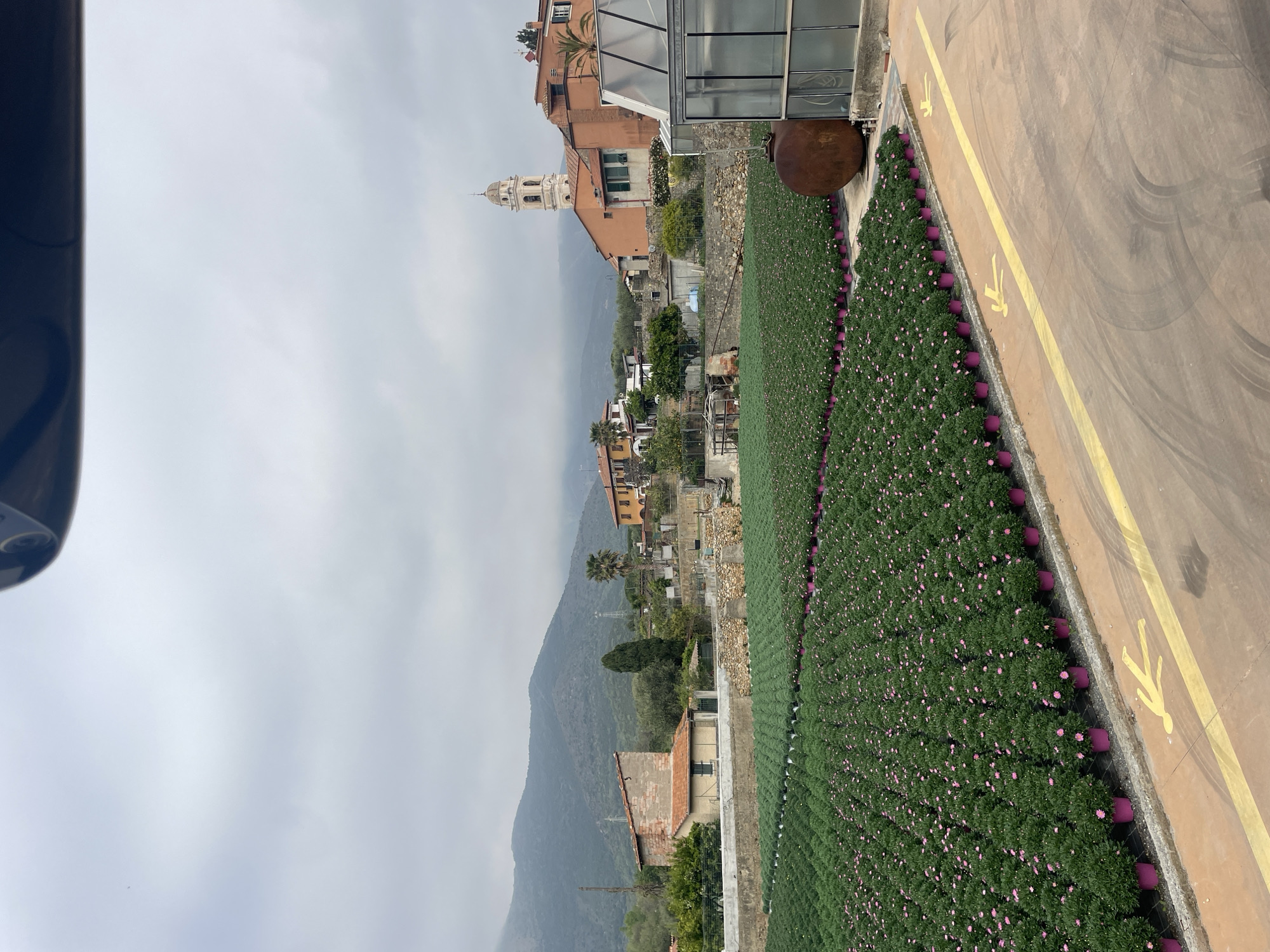 The image depicts an aerial view of a horticultural area in Albenga, Italy, showcasing rows of flowering plants in pots adjacent to a pathway marked with pedestrian symbols. In the background, a residential area with various buildings, including a church steeple, is visible against a mountain range partially obscured by cloud cover.